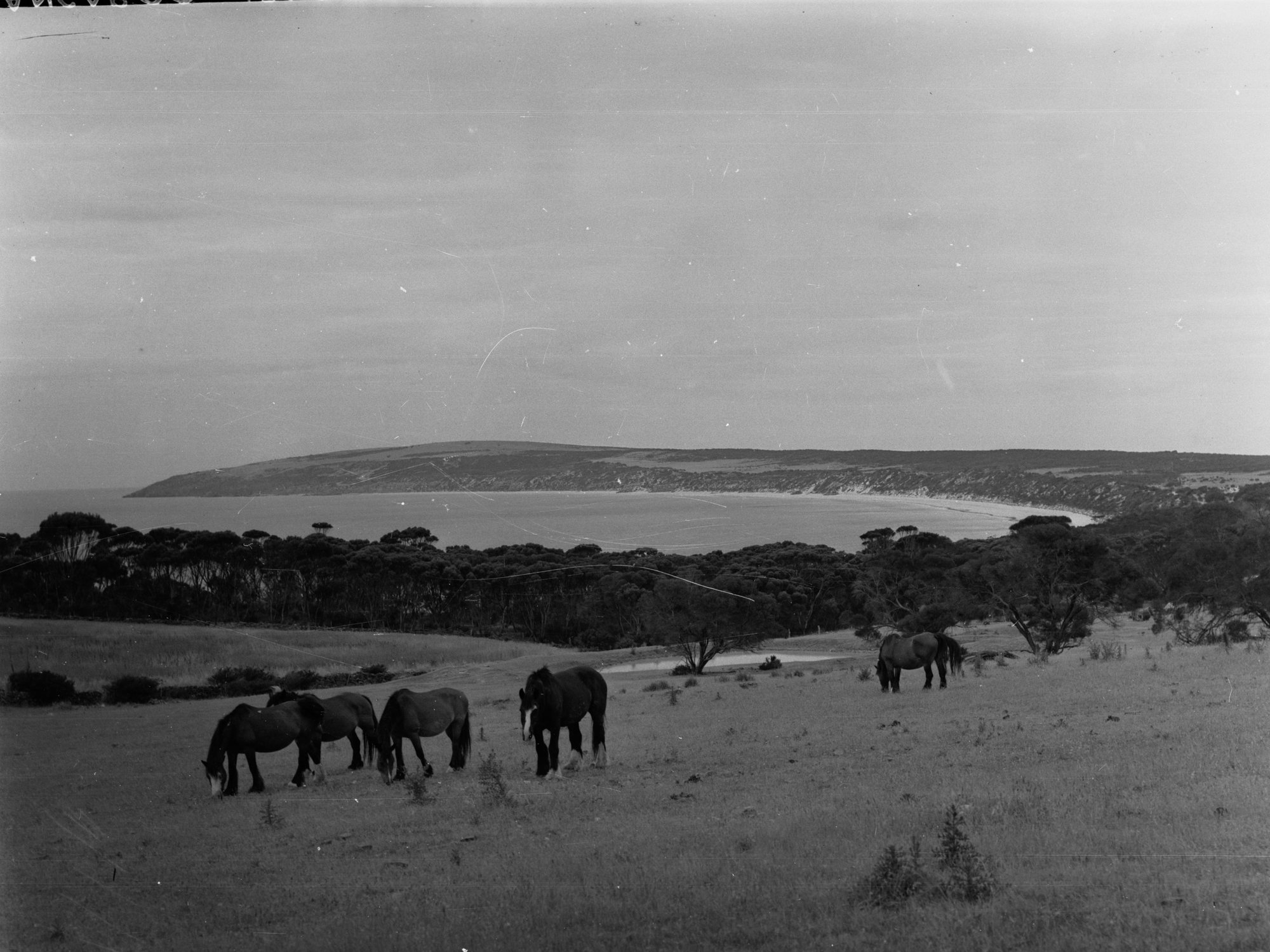 Draught horses at Emu Bay, Kangaroo Island