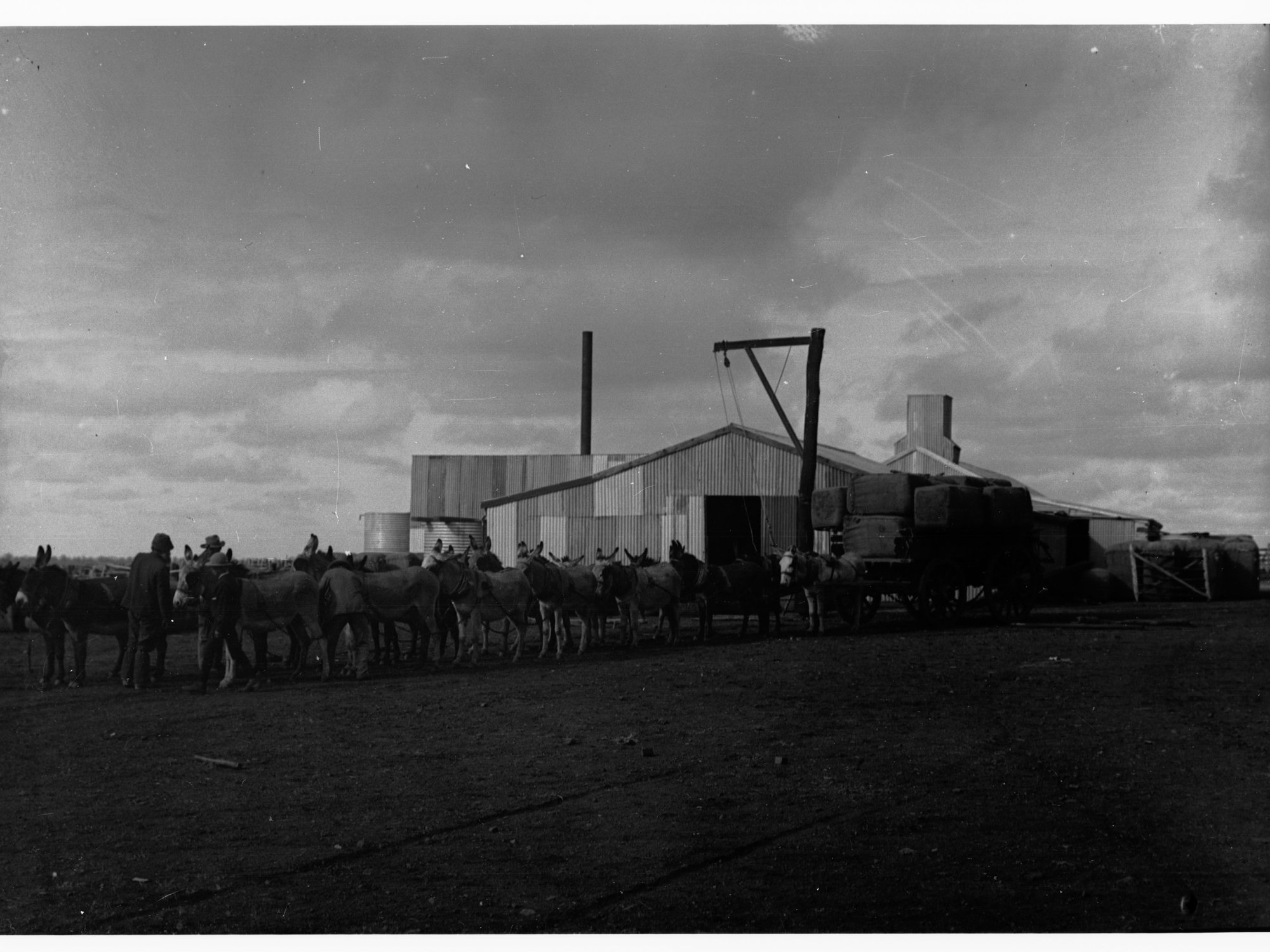 Donkey team carting wool at Wooltana Sheep Station