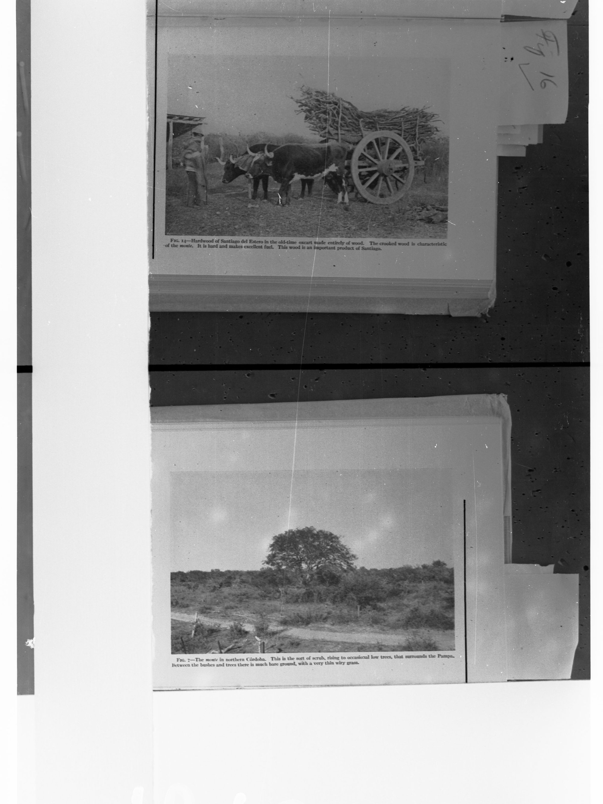 Cows Pulling Cart with Wood