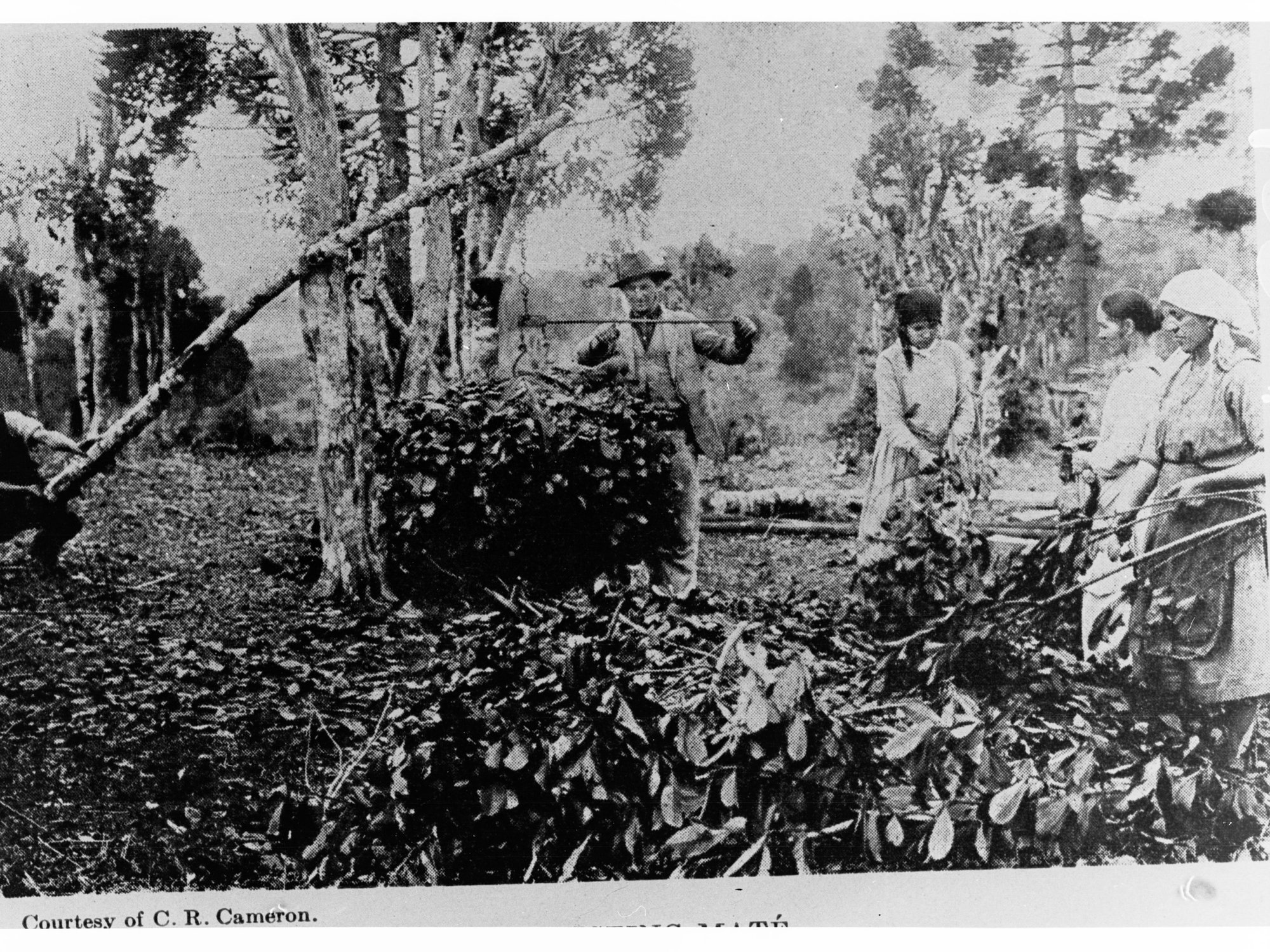Men Weighing Leaves, Probably Tobacco