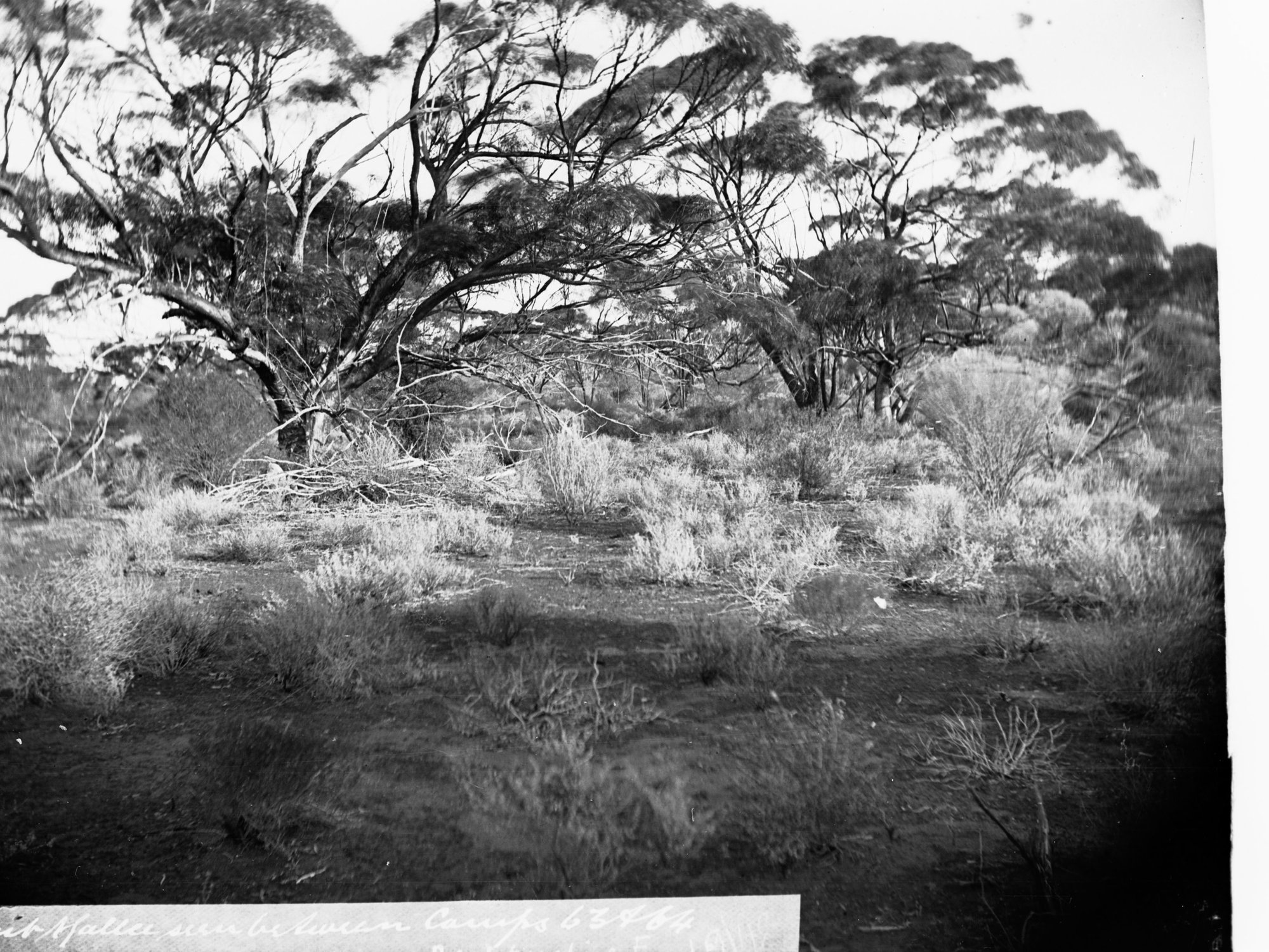 Giant Mallee Seen on the Elder Expedition