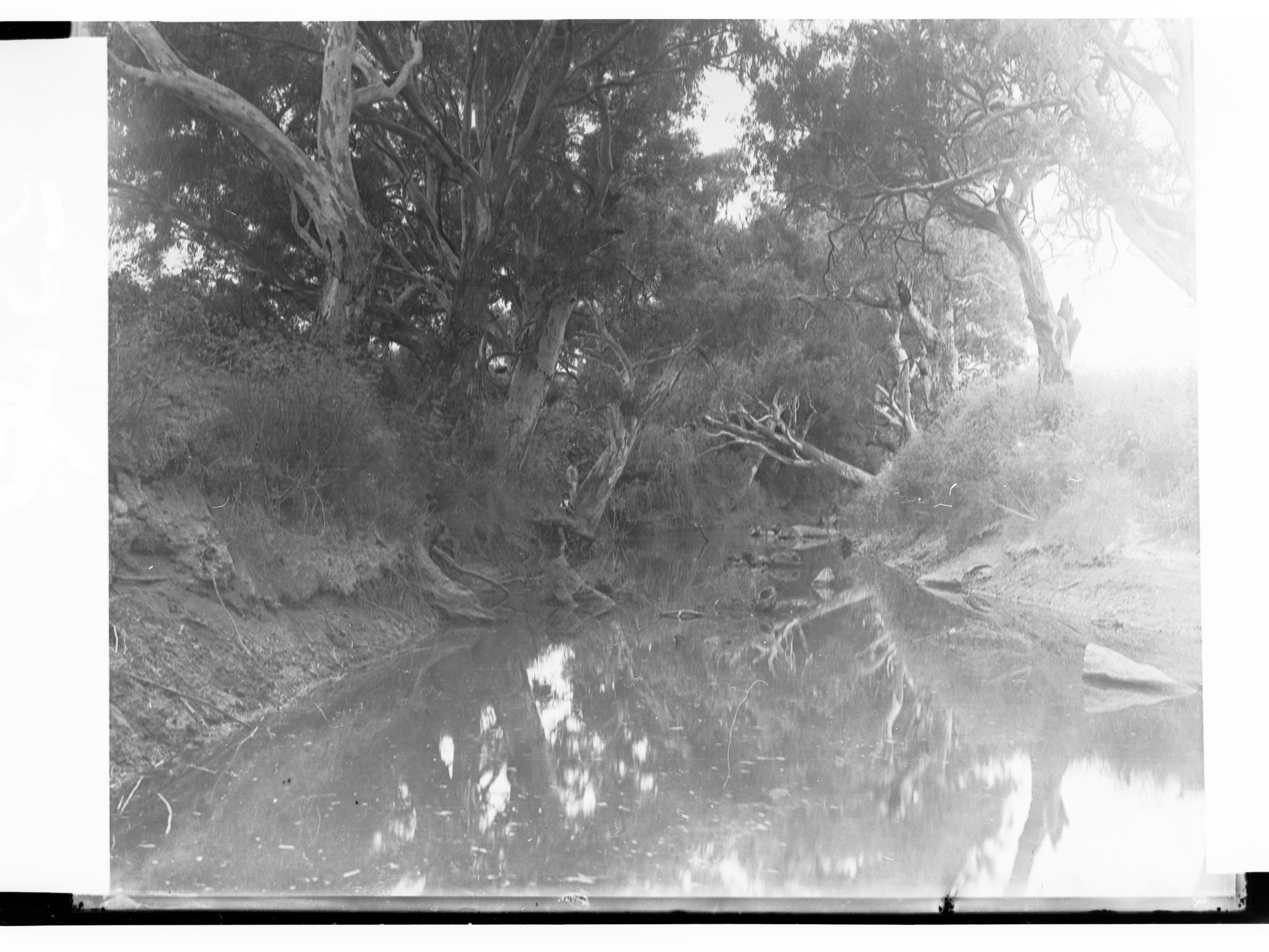 Torrens River Near Fulham