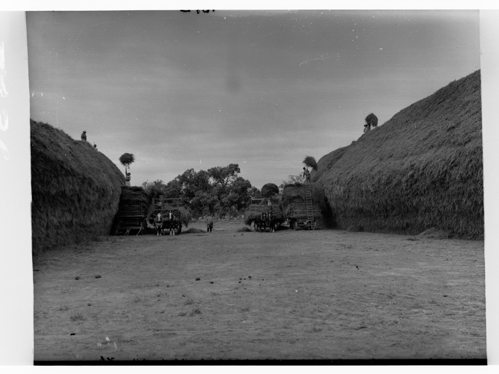 Men Stacking Lucerne Hay at Cobdogla