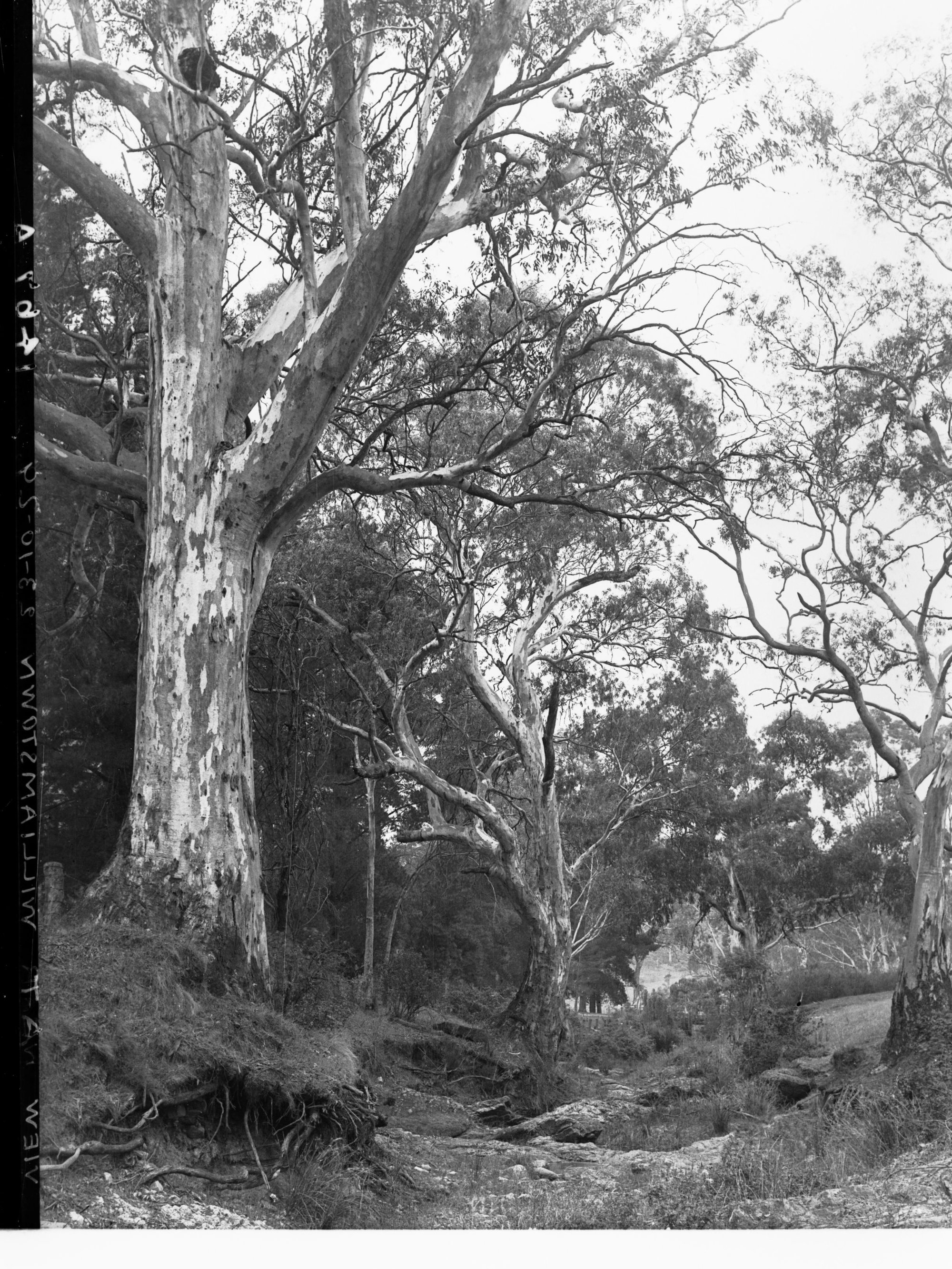 Bush View at Williamstown