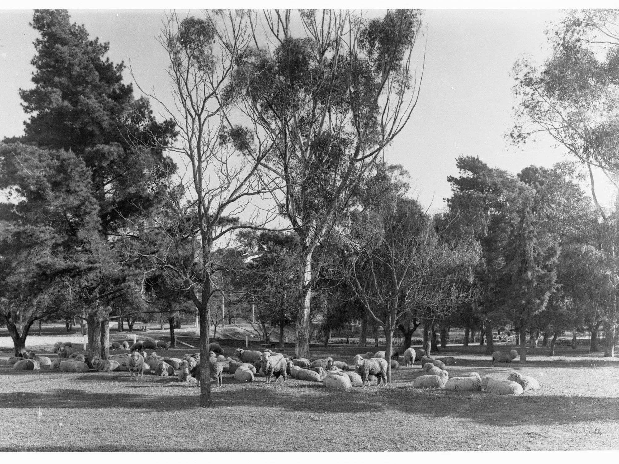 Sheep in East Parklands
