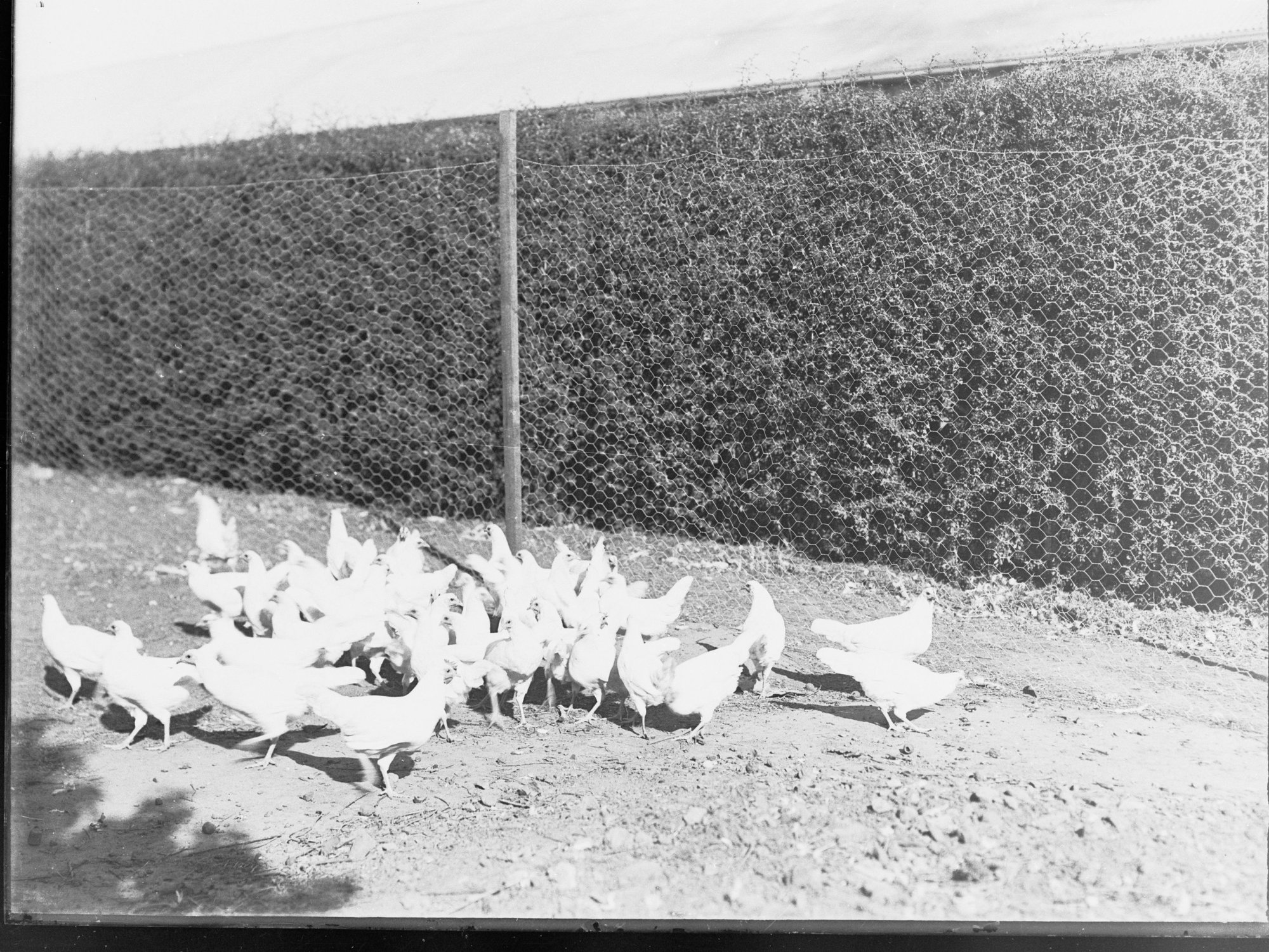 Chickens housed in coops