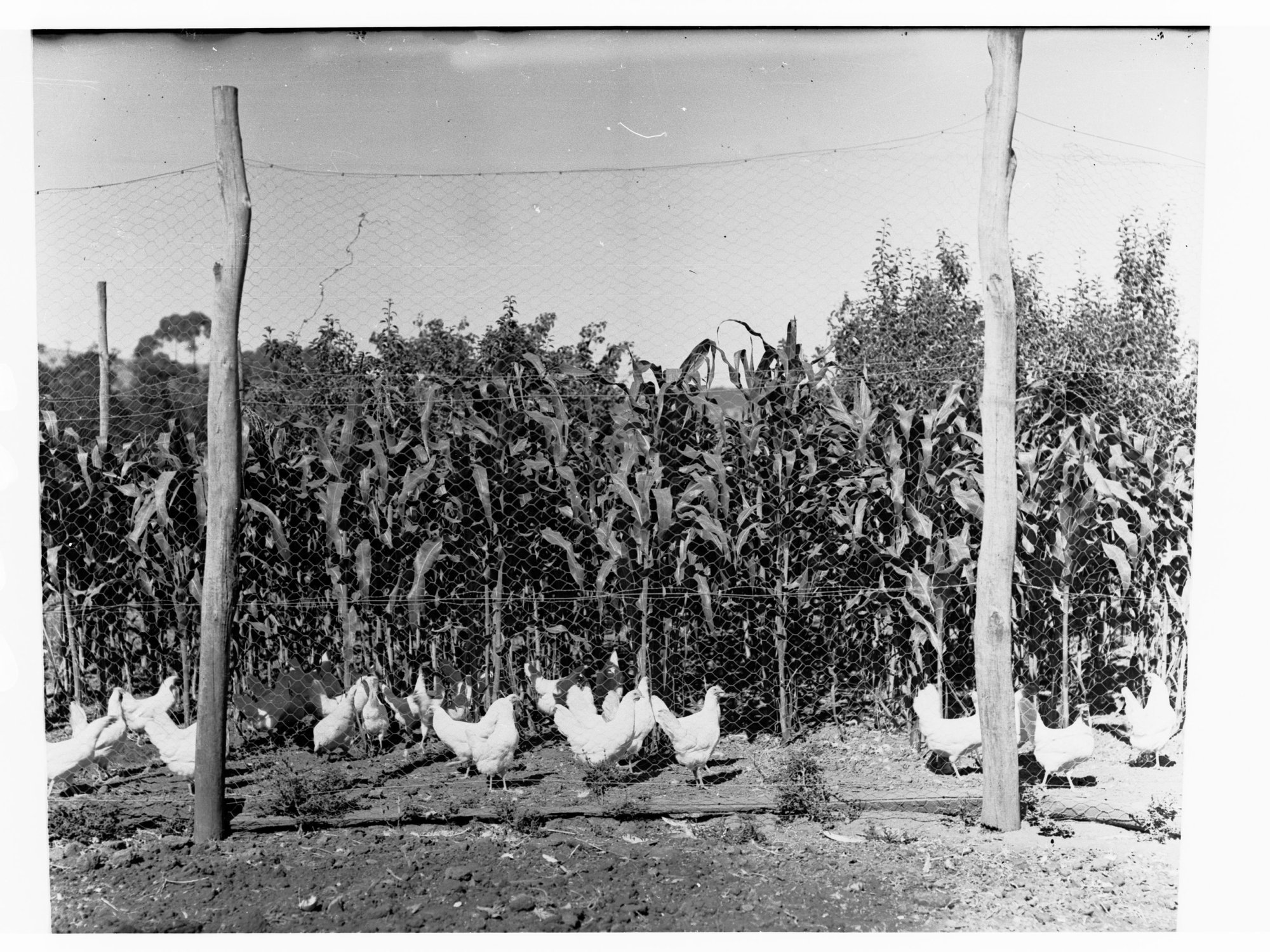 Urrbrae Agricultural College showing chickens in an enclosure