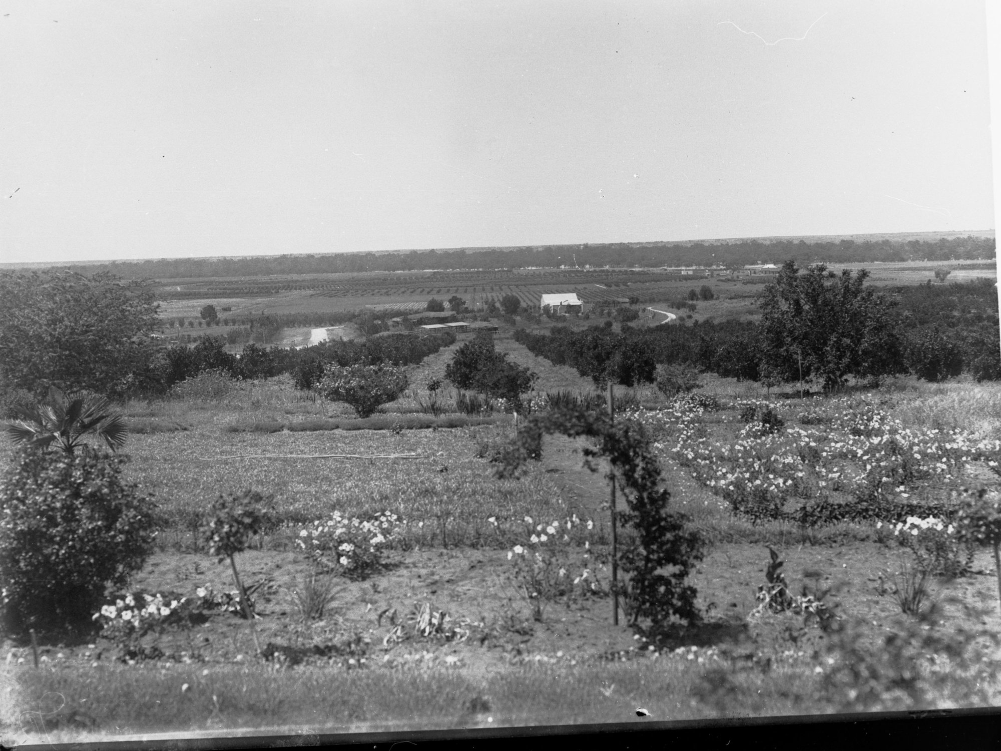 Orchard and Farm House at Berri