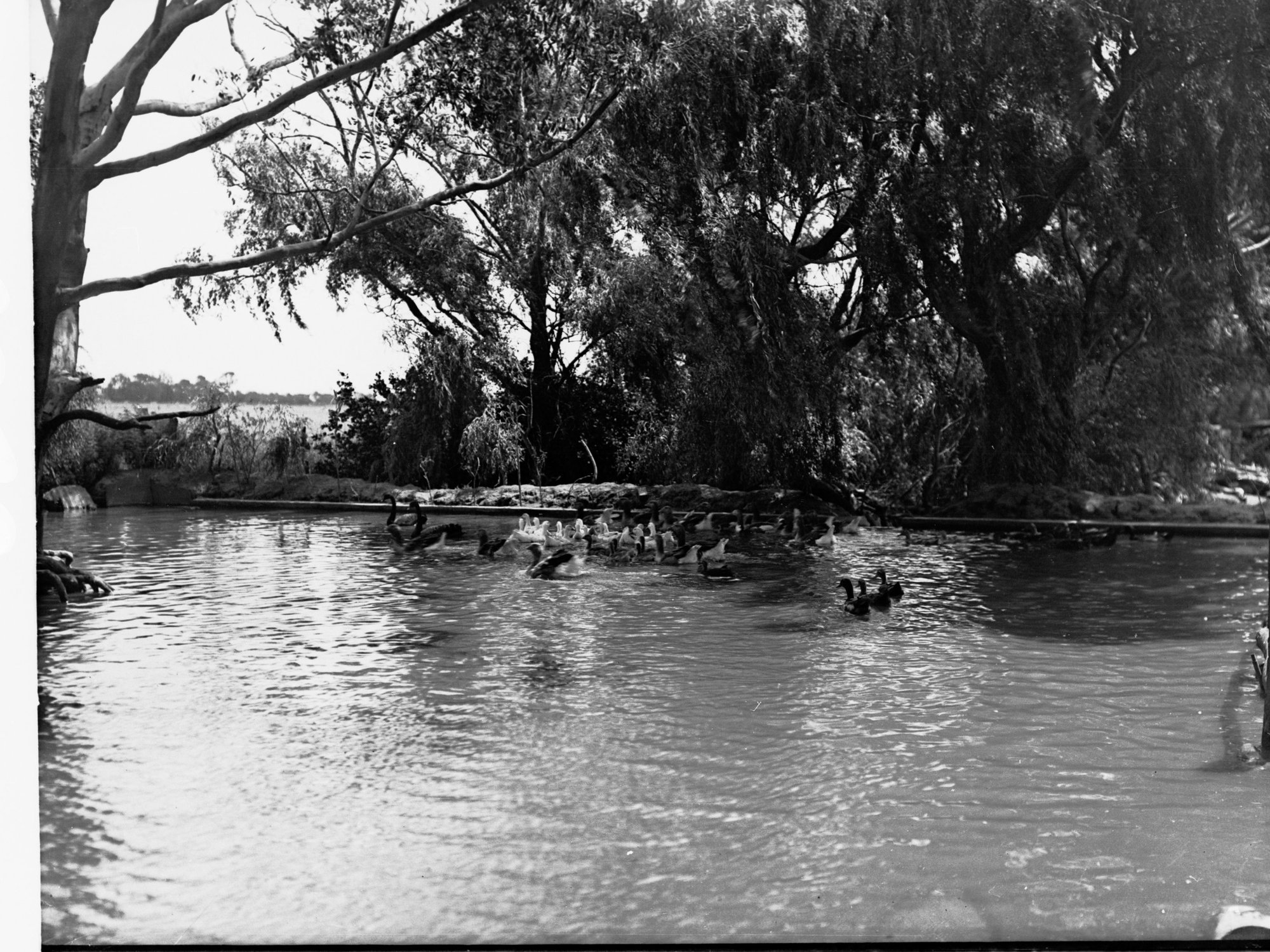Farm Pond at Willunga