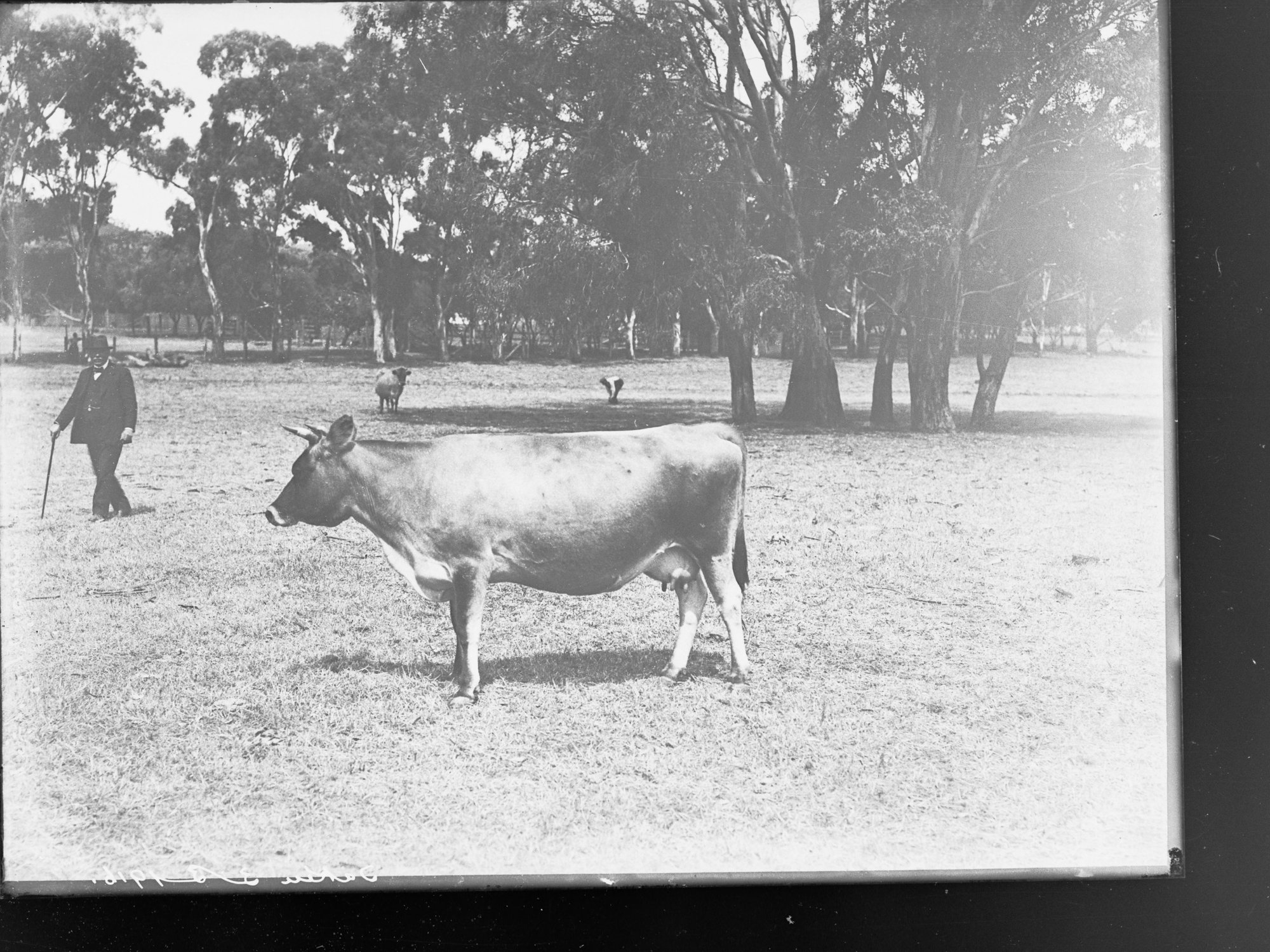 Man and cow in paddock