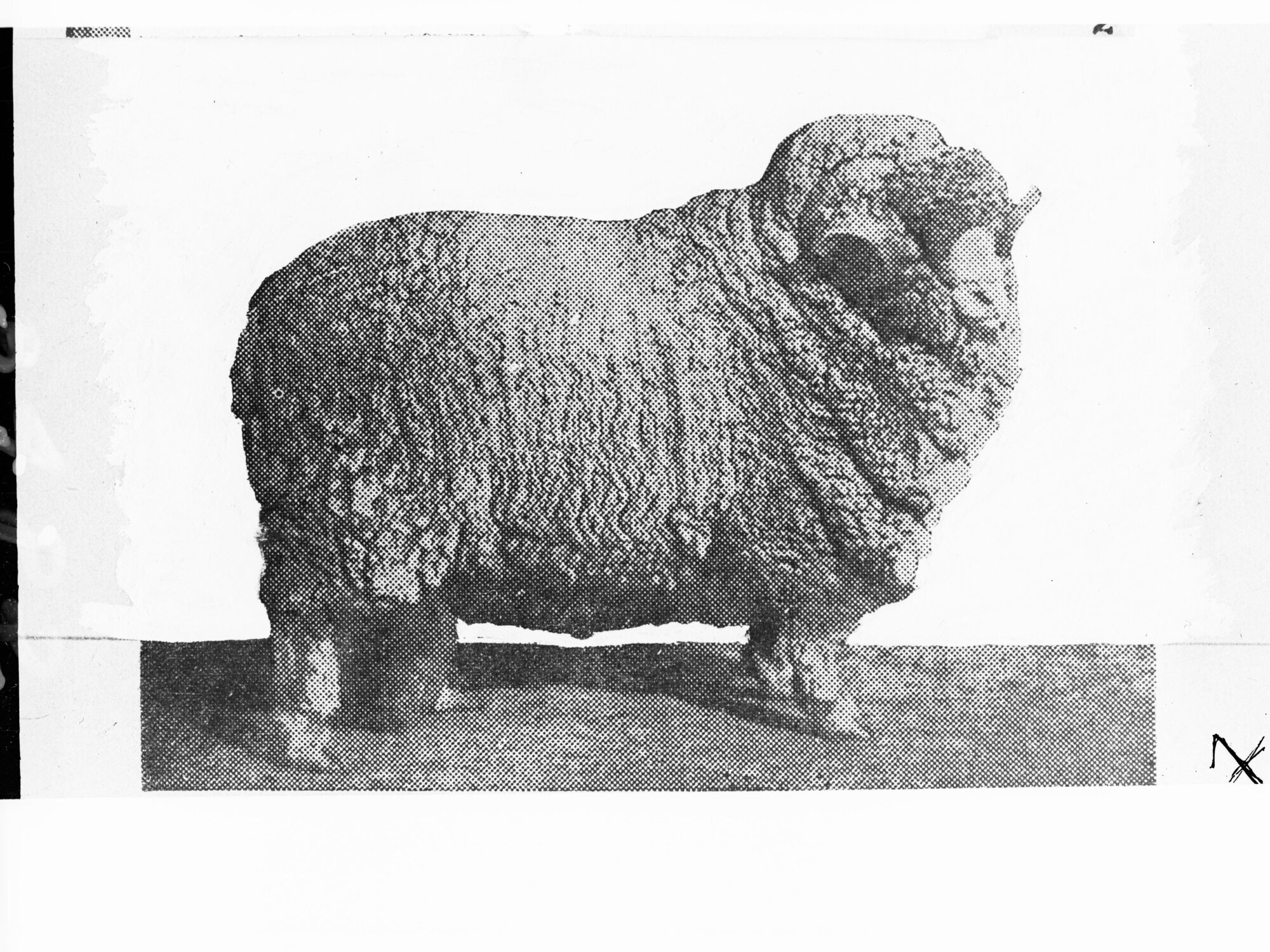 Picture of a Ram