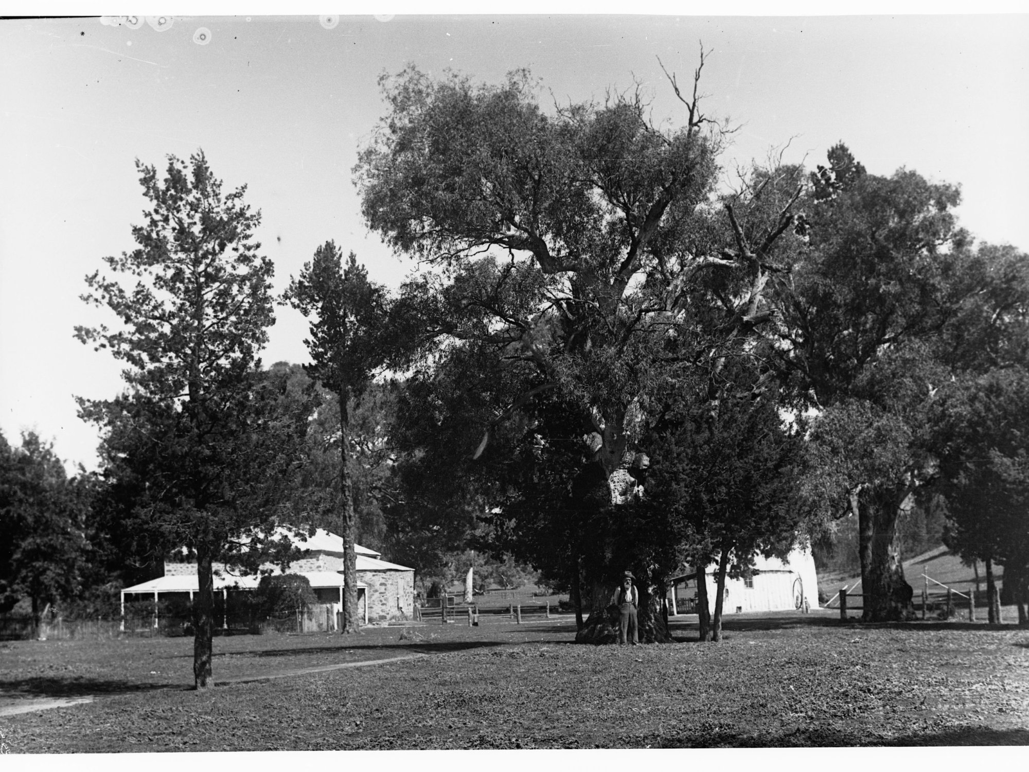 Wilpena Head Station
