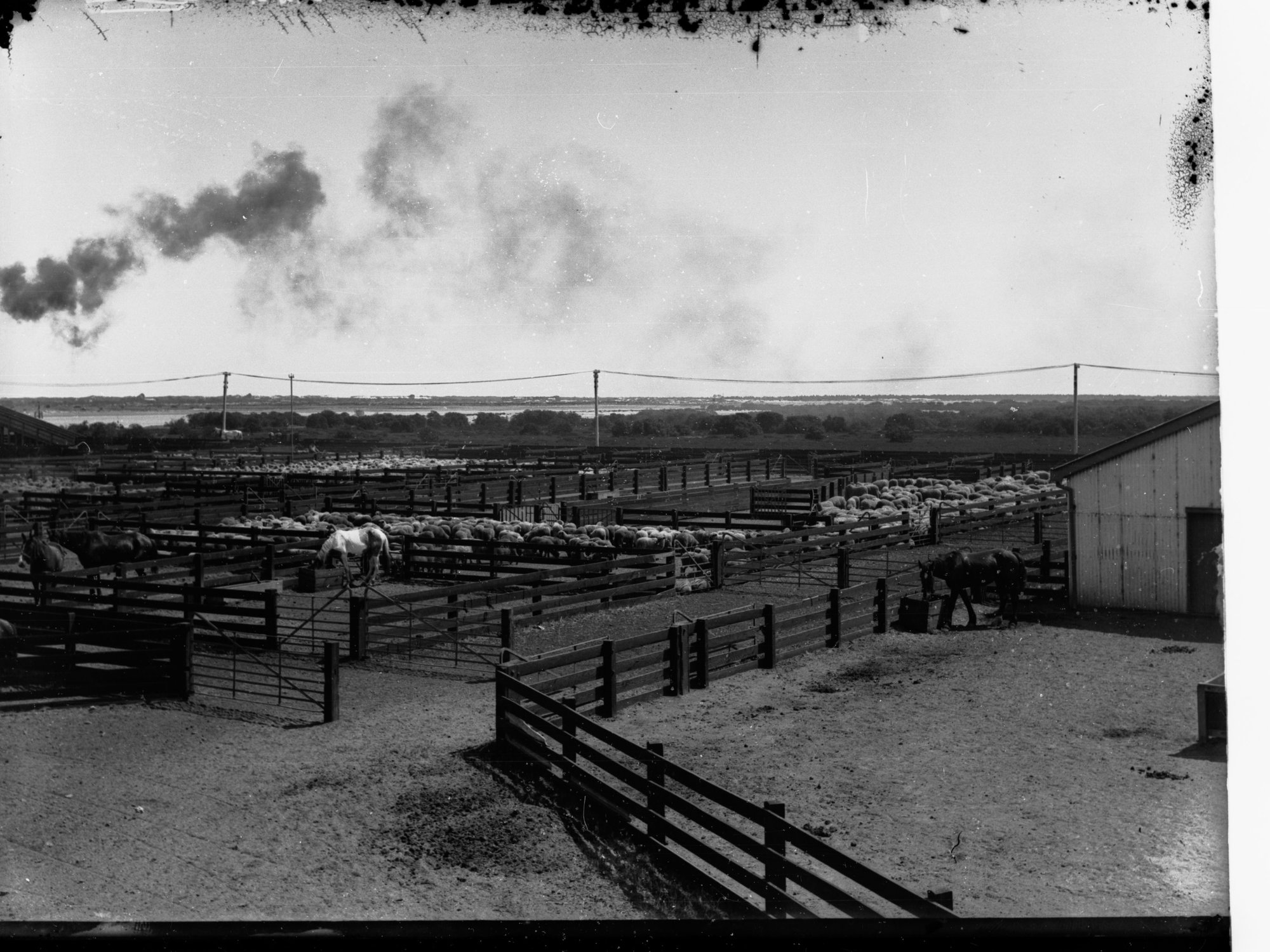 Sheep Yards at Port Adelaide Export Department