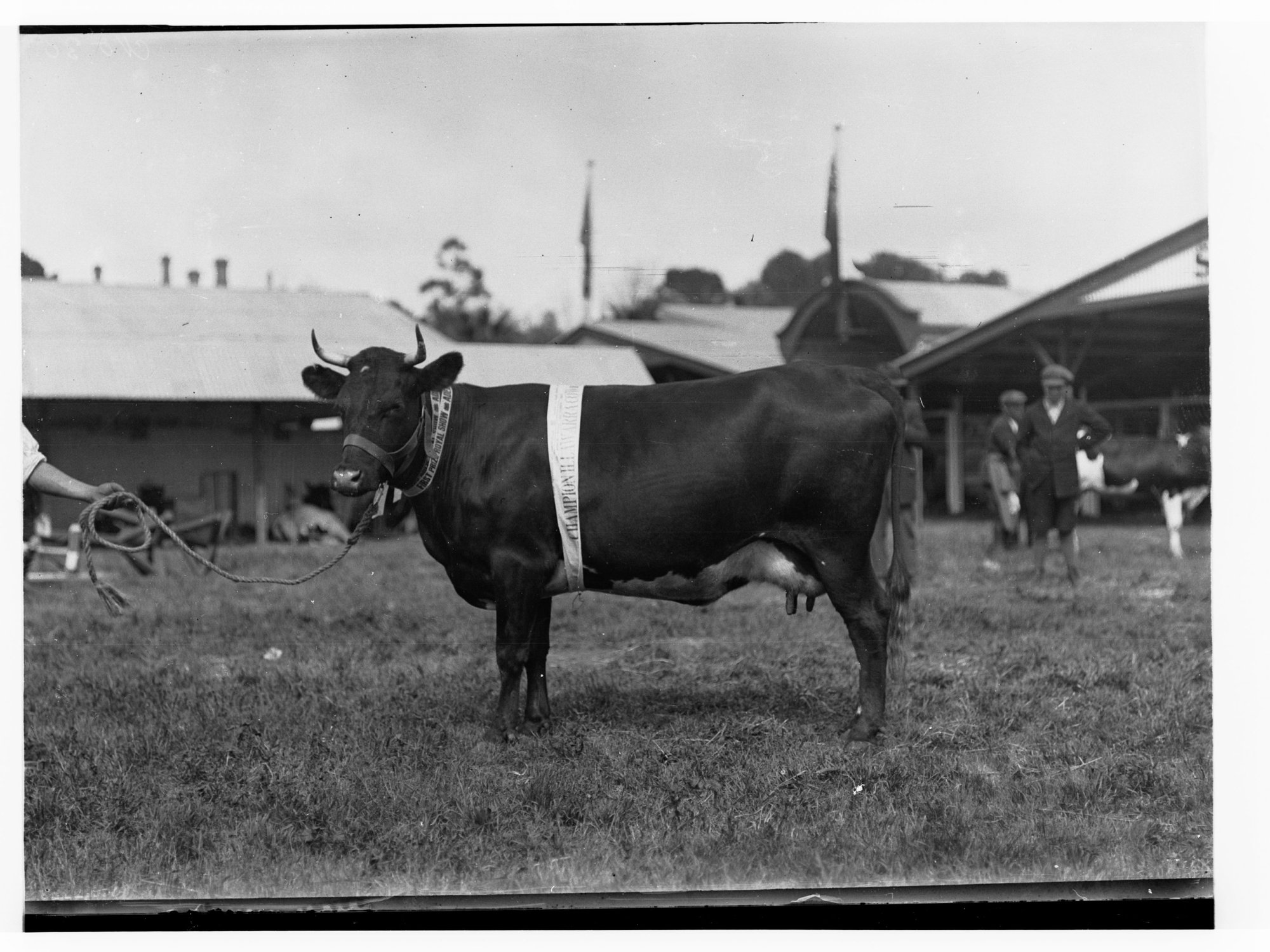 Cattle at Royal Adelaide Show