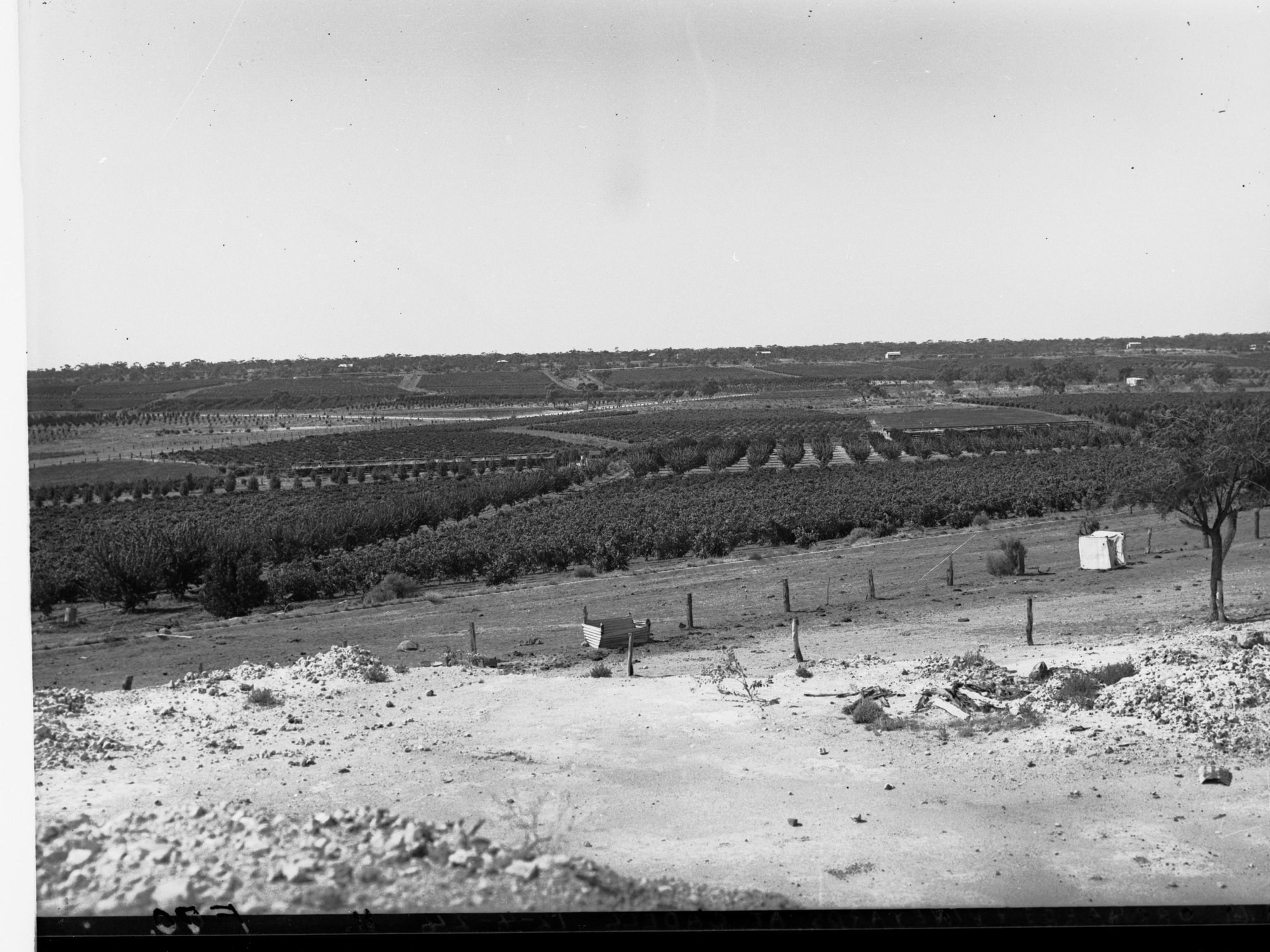 Orchards and Vineyards at Cadell