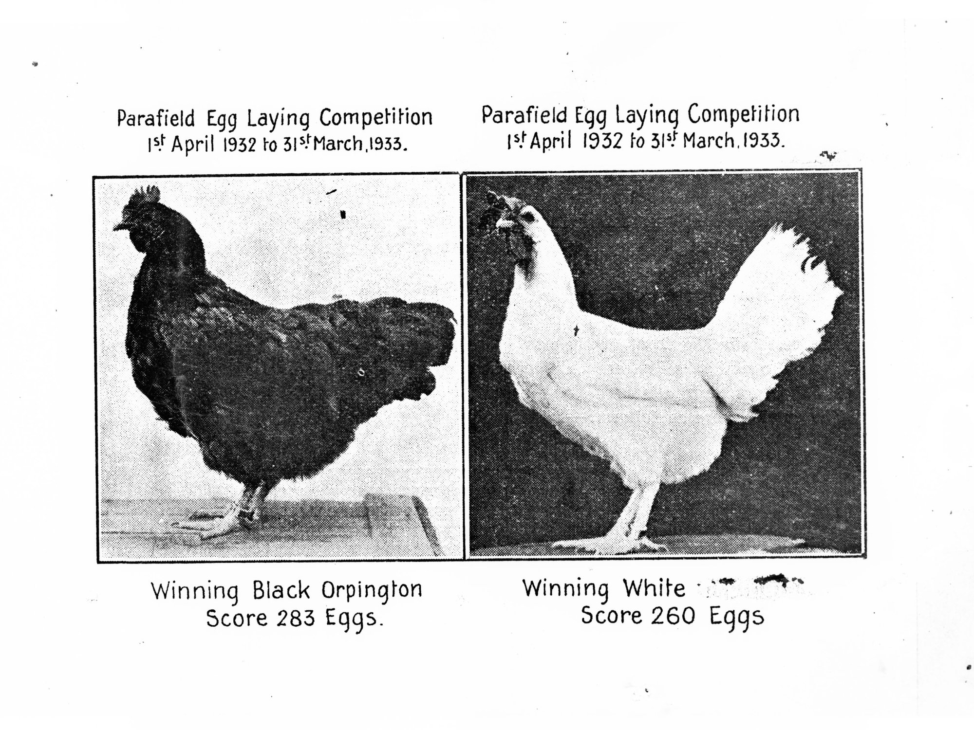 Parafield Egg Laying Competition 1 April 1932 to 31 March 1933 - pictures of the two winning hens