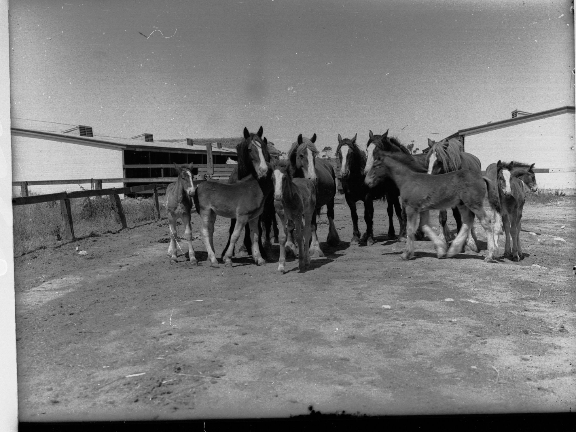 Mare and Foal Draughthorses in a Yard at Roseworthy College