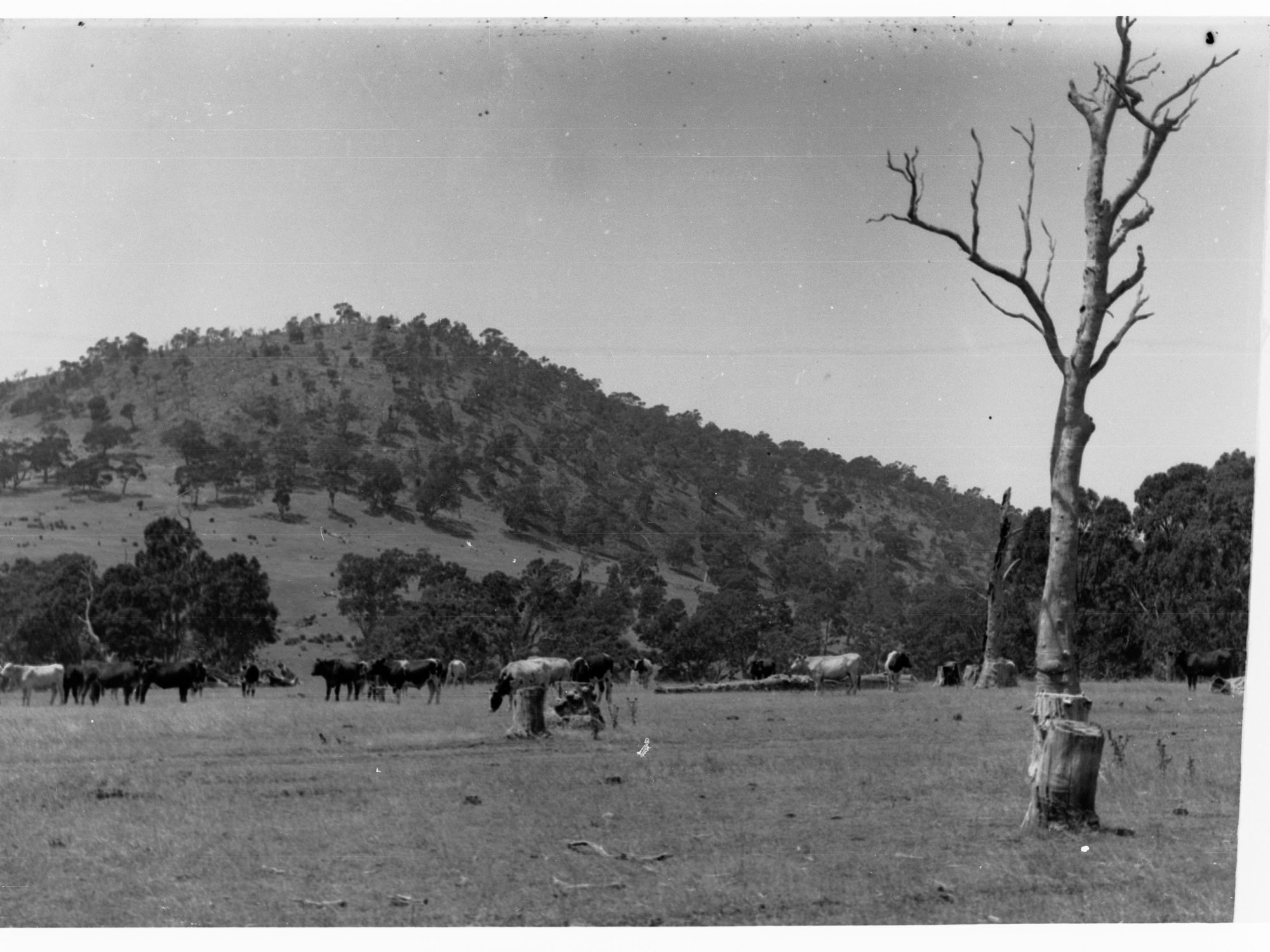 Mount Crawford showing cattle grazing