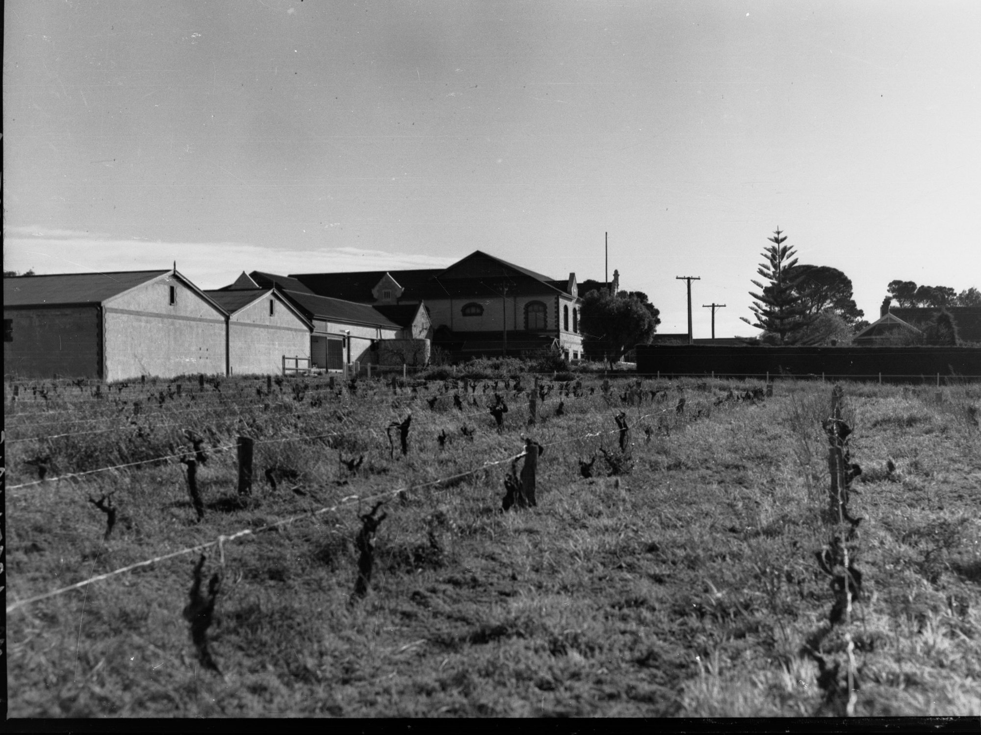 Winery at McLaren Vale