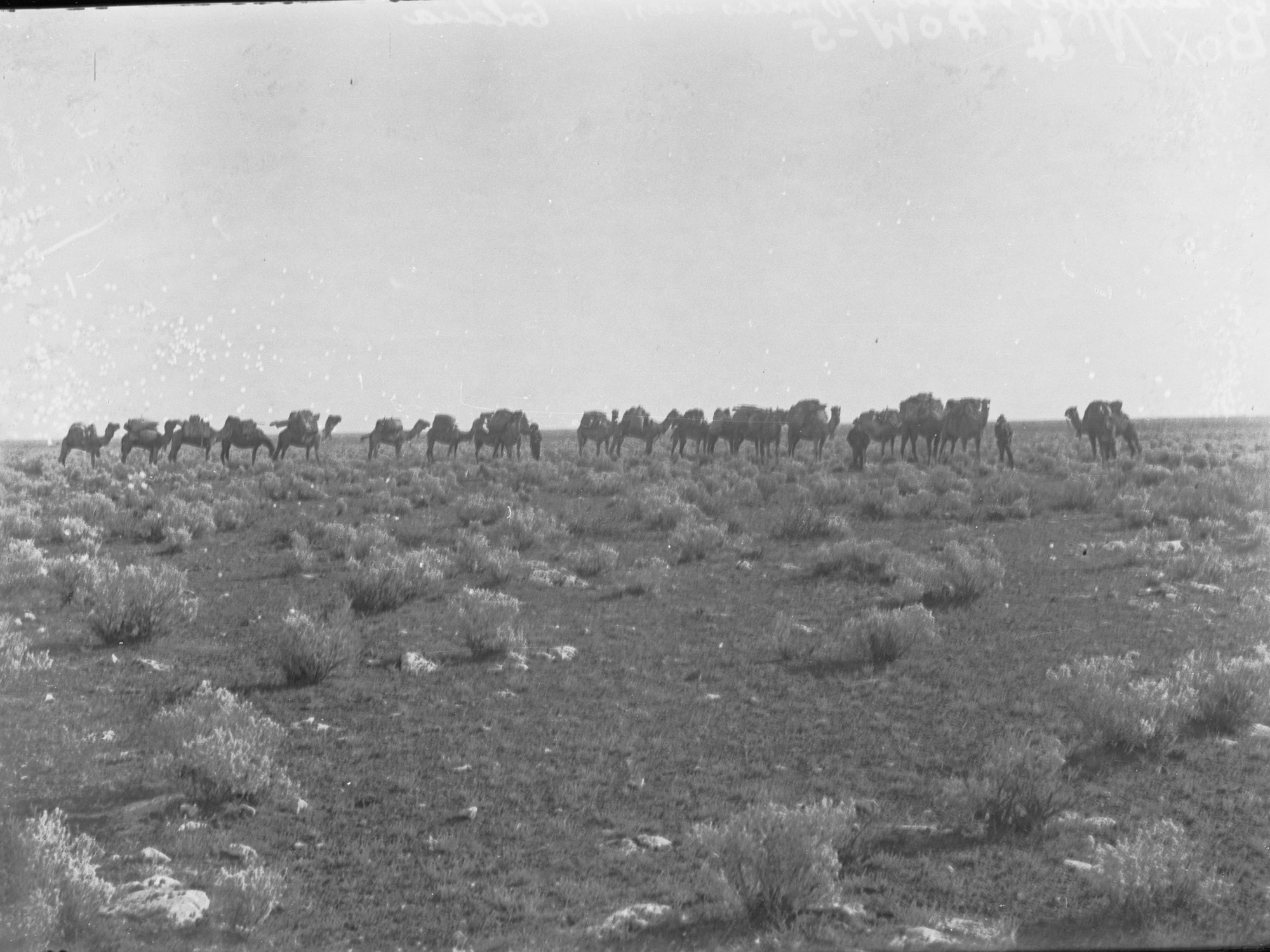 Camel train crossing Nullarbor Plain