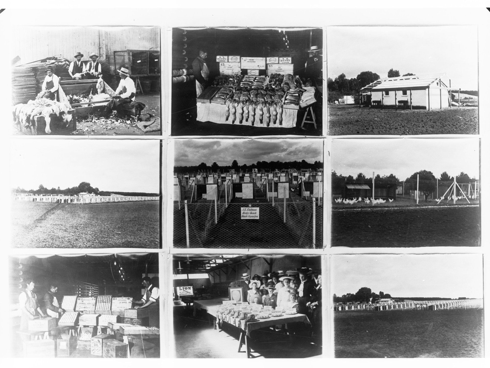 Scenes on a  Poultry Farm