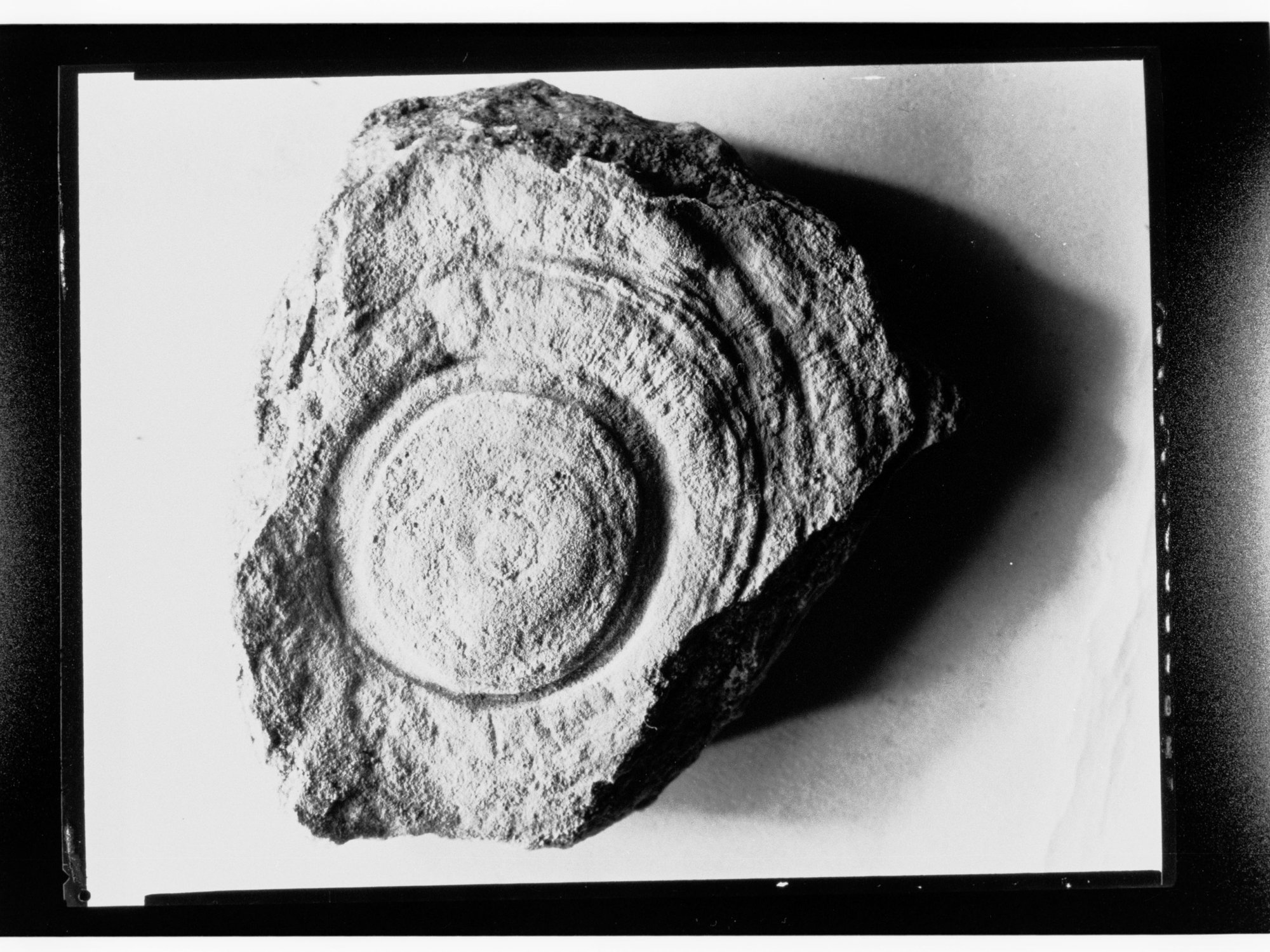 Fossil from Ediacara