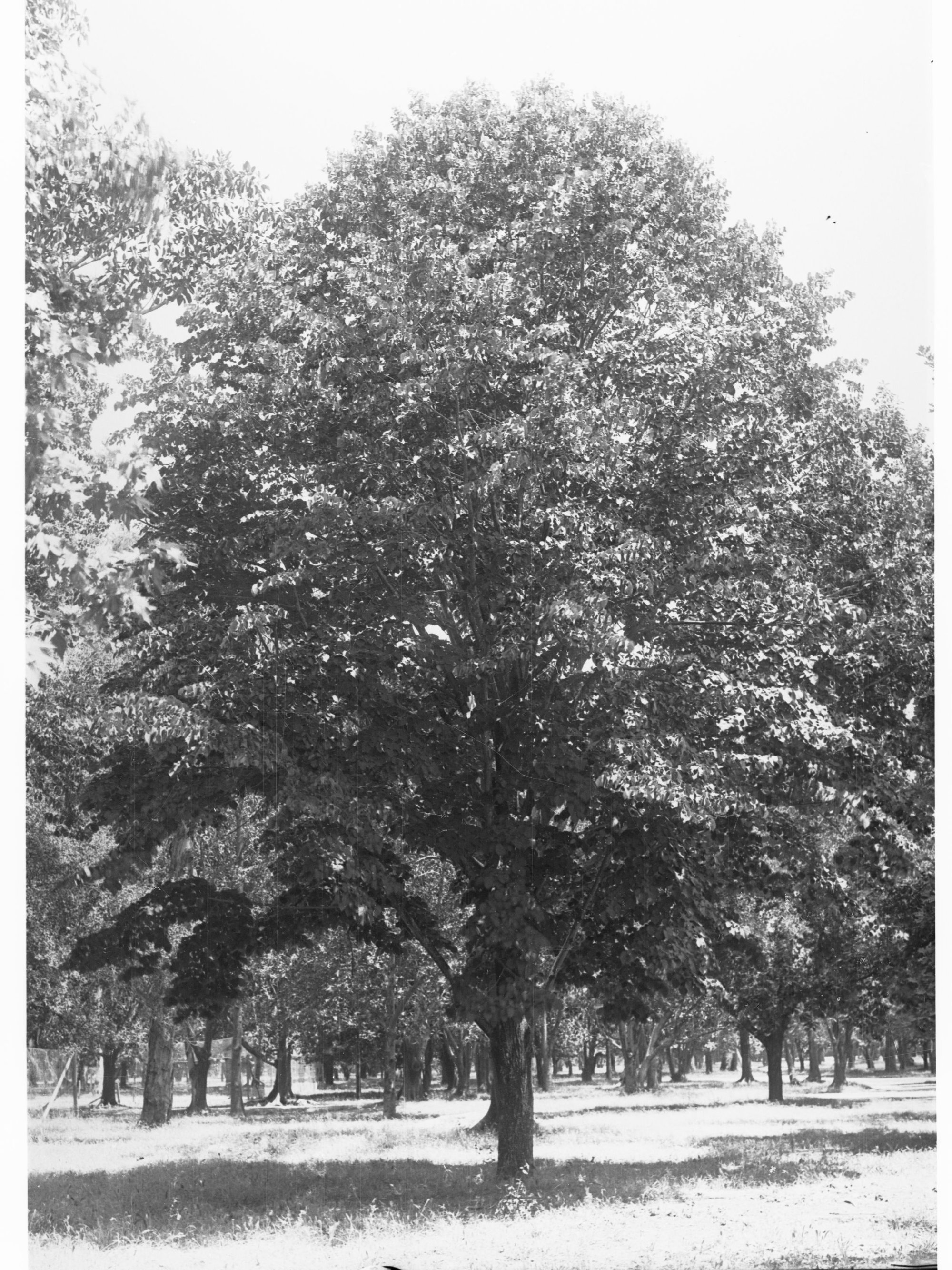 Pittosporum Undulatum, Botanic Gardens