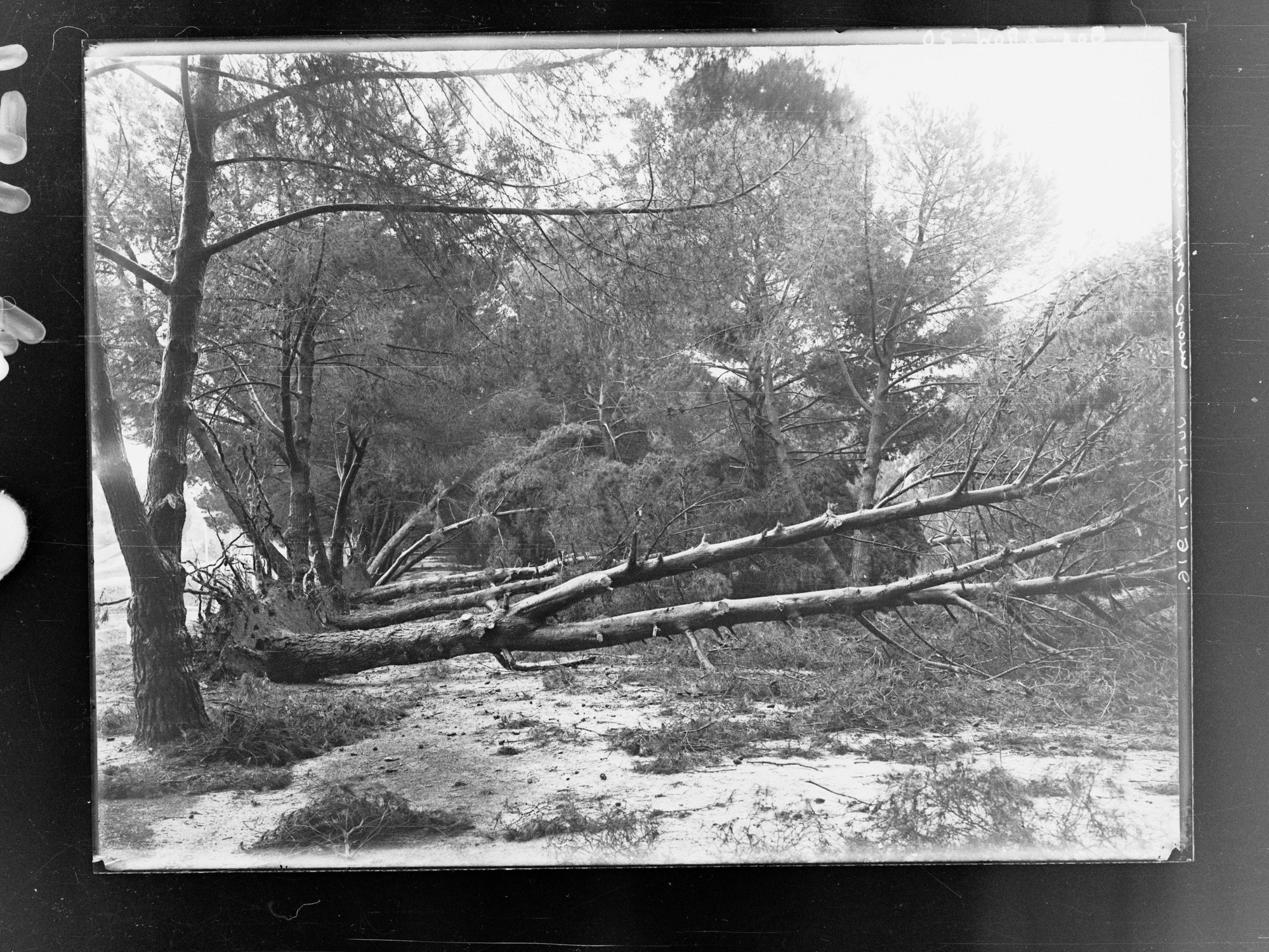 Botanic Park taken after storm 17 July 1916