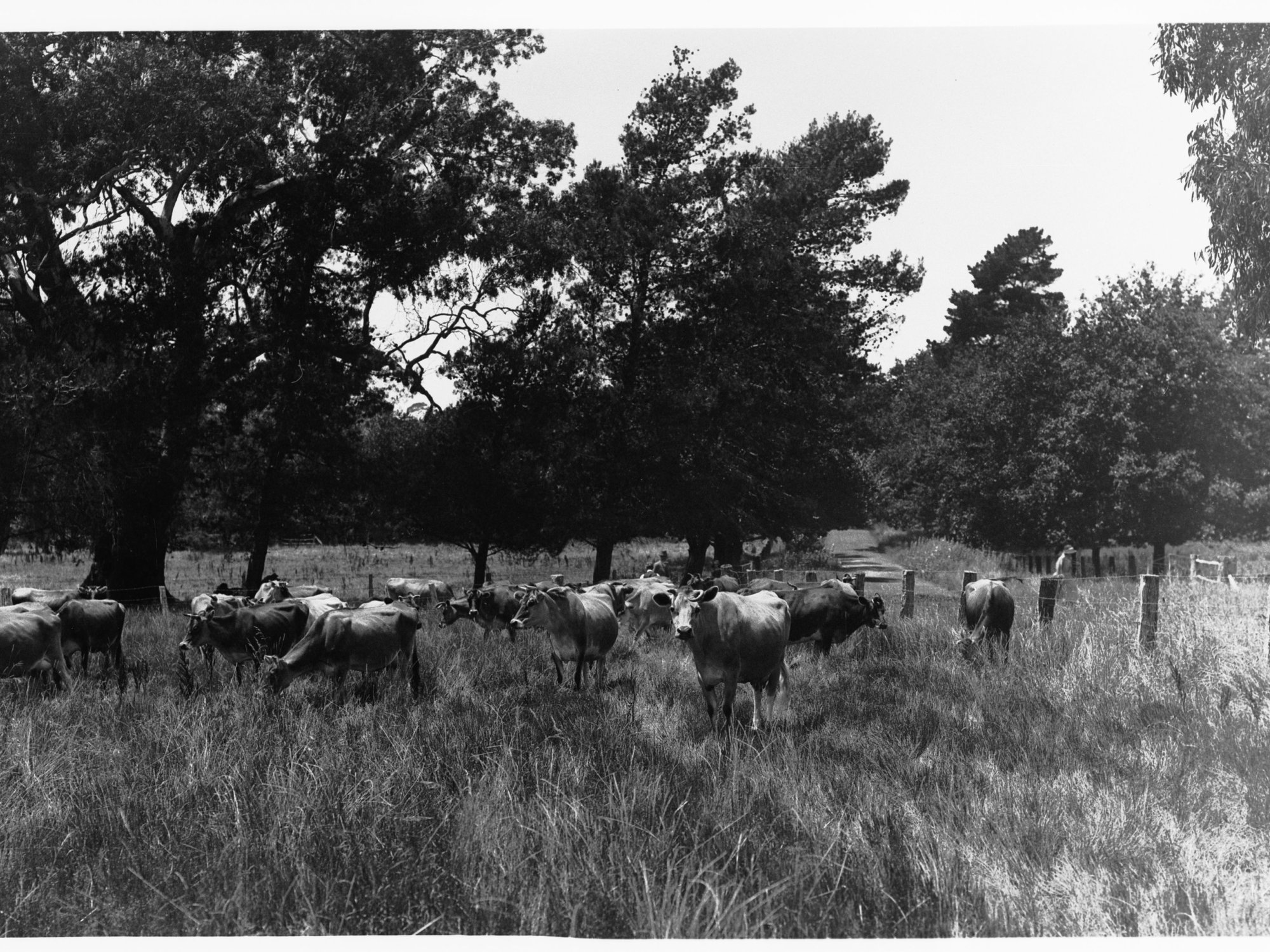 Cows grazing in a paddock (Mr Cowan's Jersey herd, Dalebank, Blakiston)