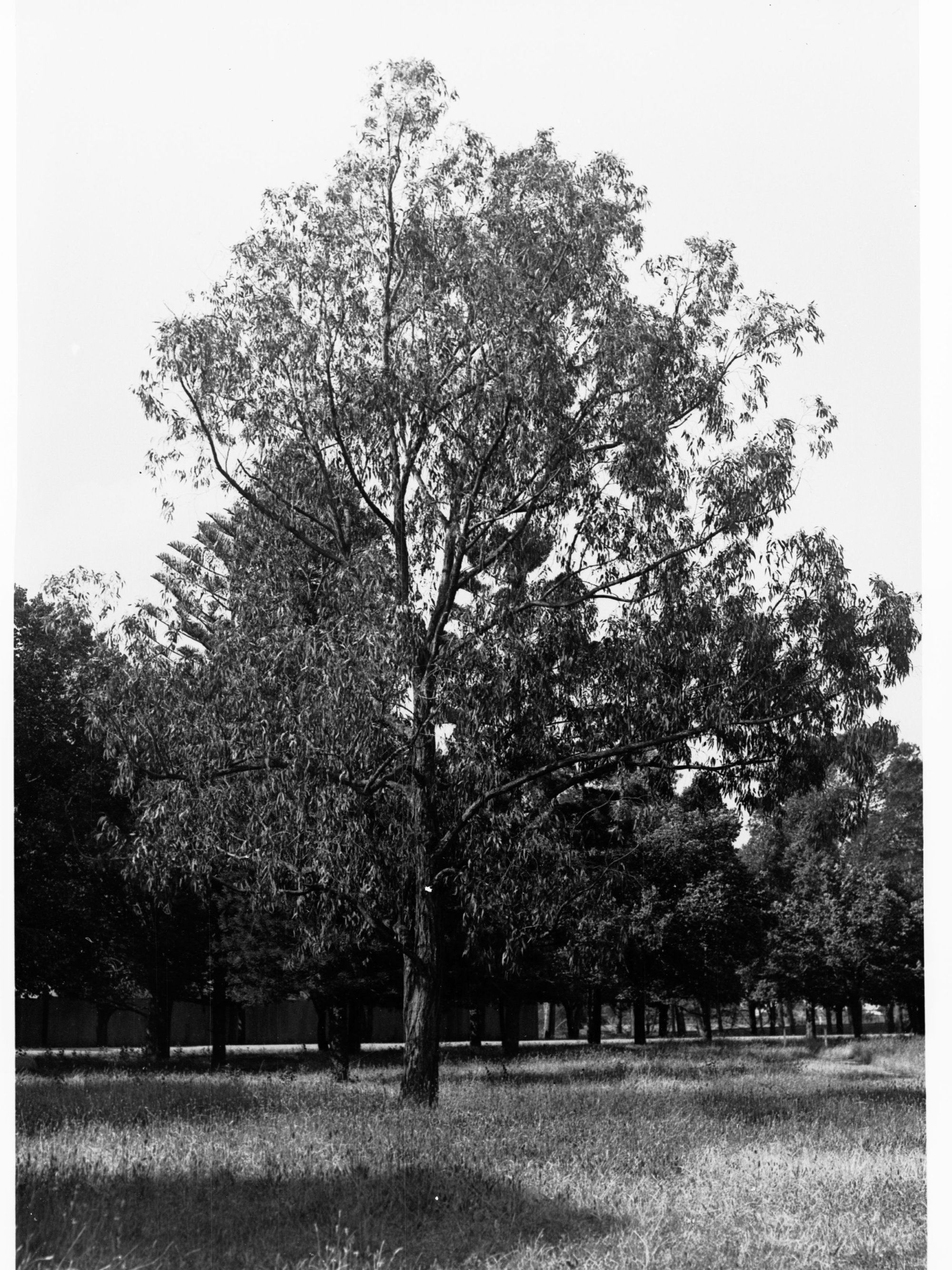 Erythrina Corallodenron Botanic Gardens