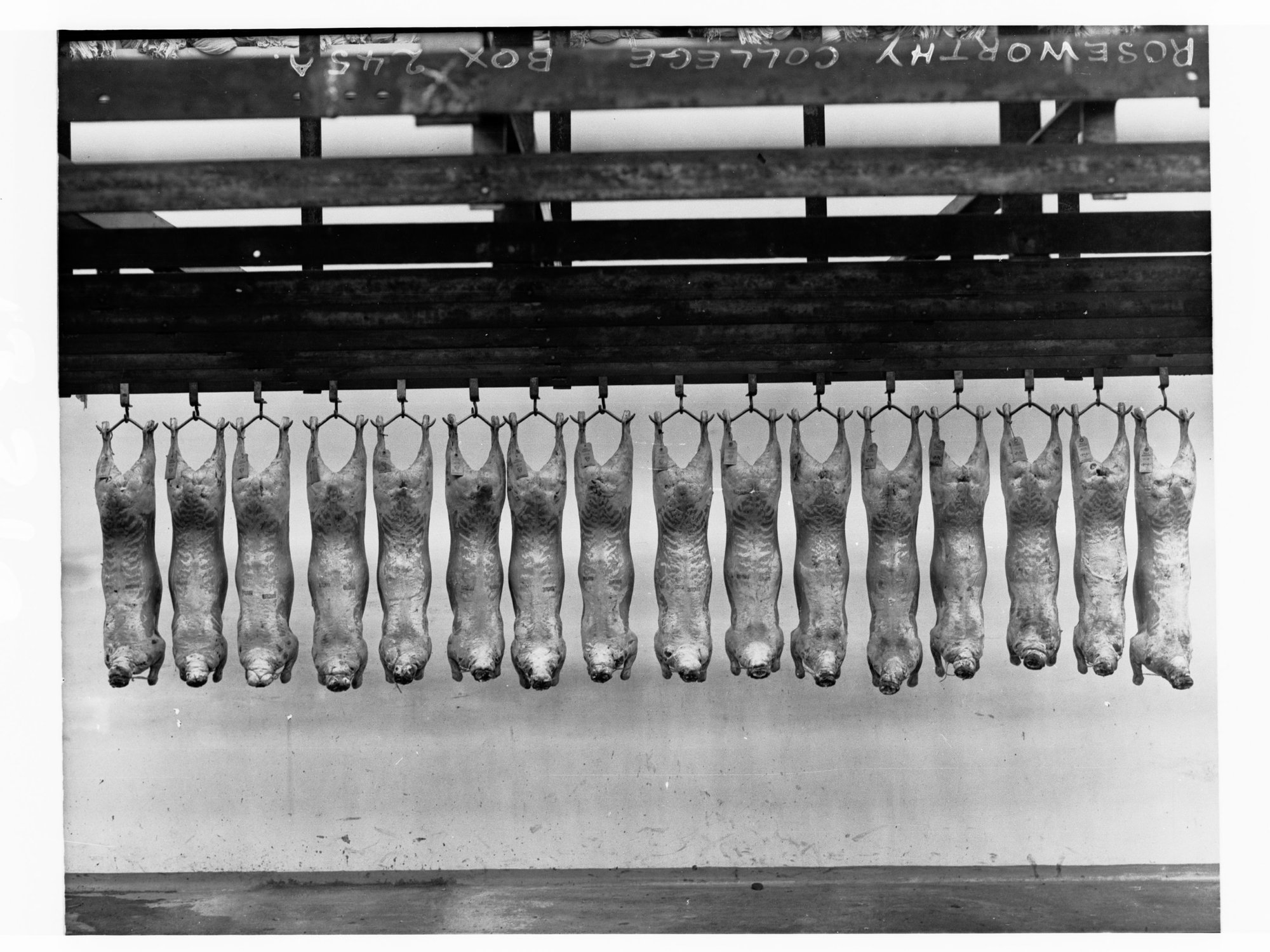 Roseworthy College showing carcases