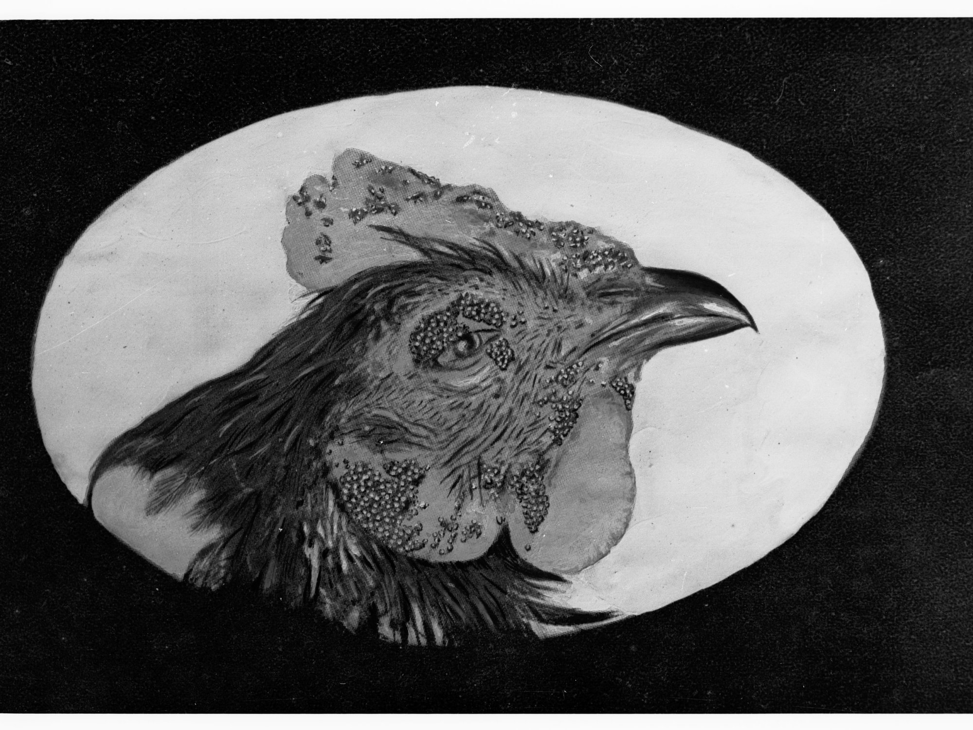 Chicken Infested With Disease