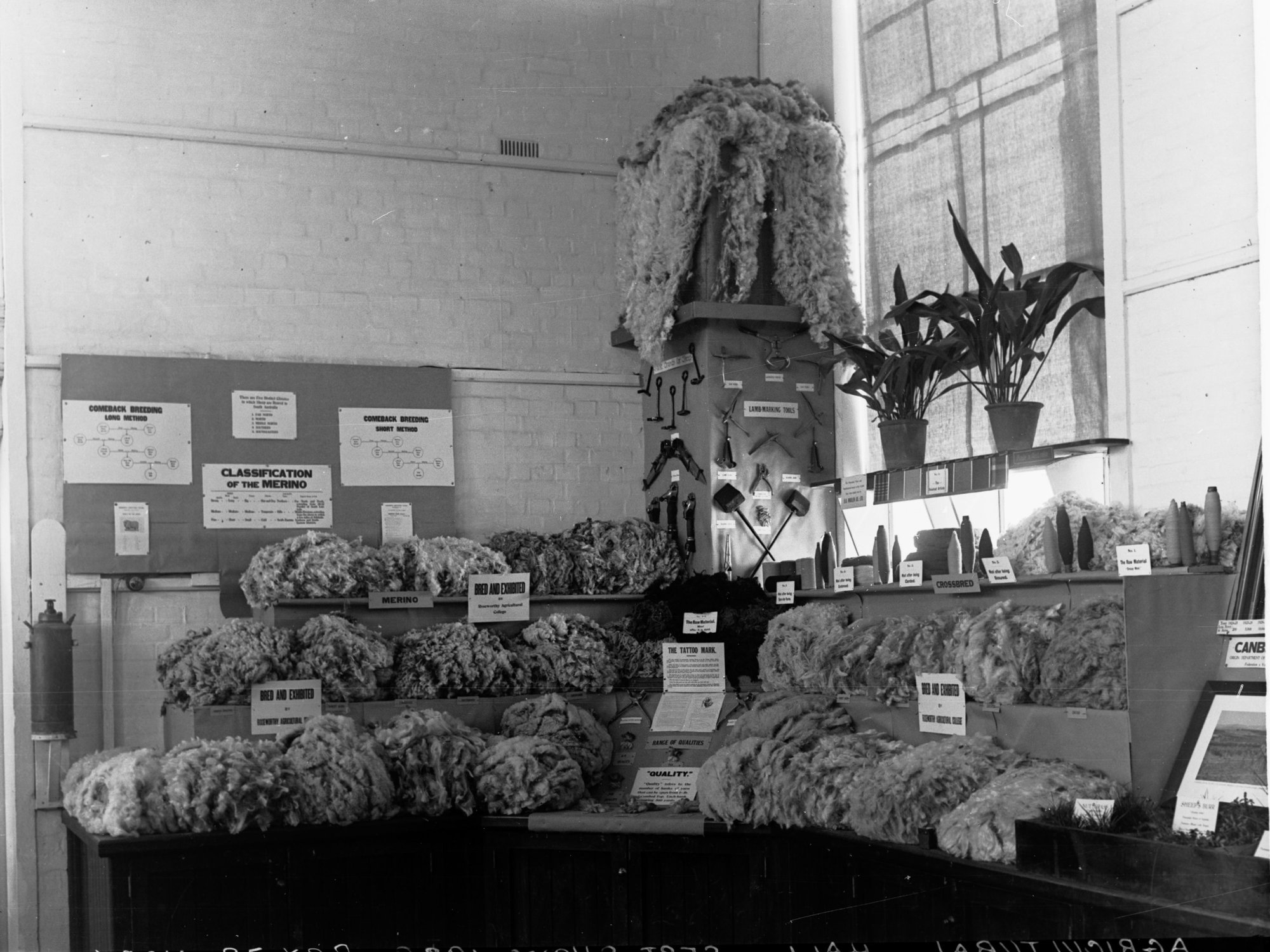 Wool Exhibit Agricultural Hall Royal Adelaide Show