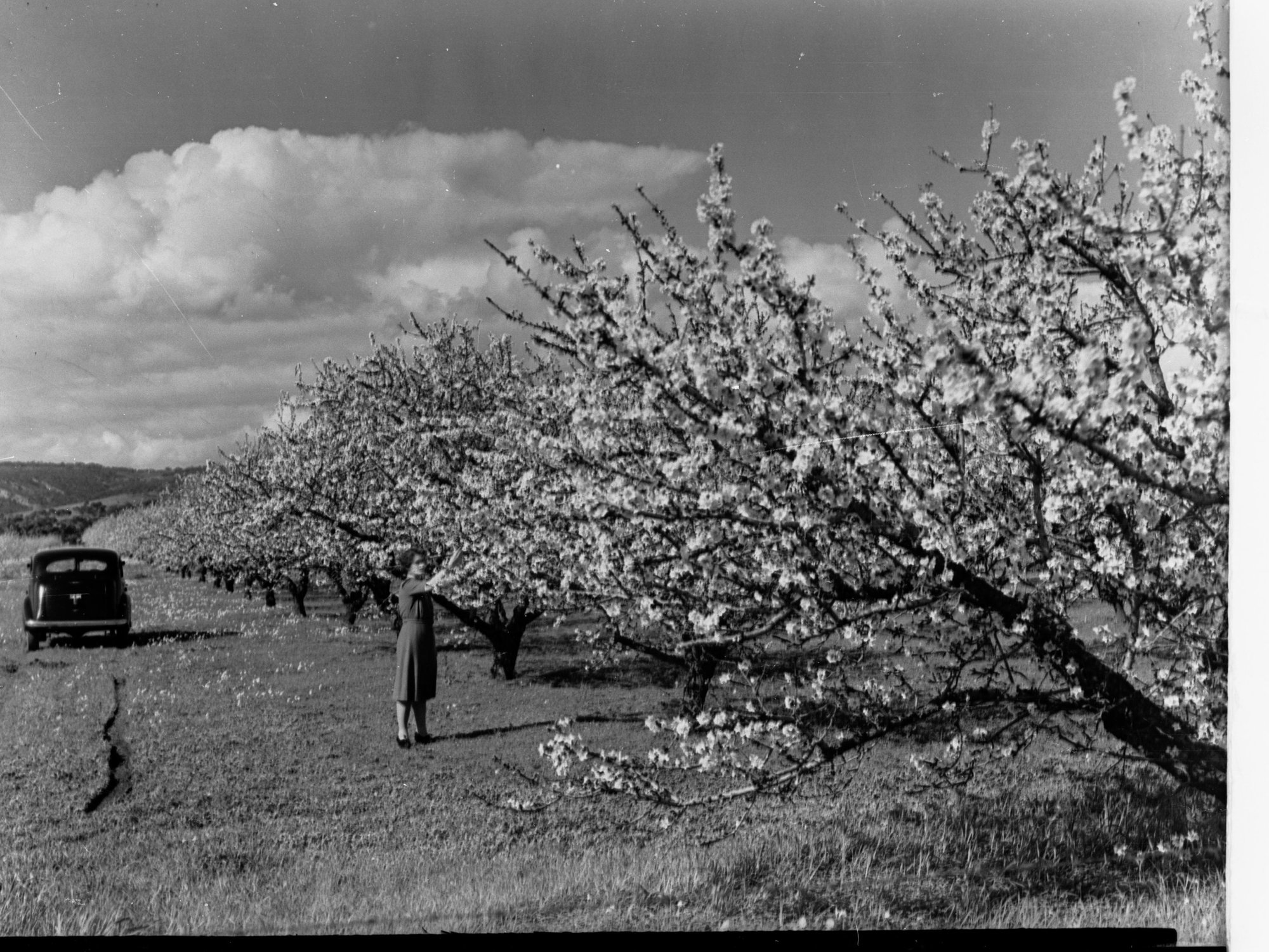 Almond Blossom Trees