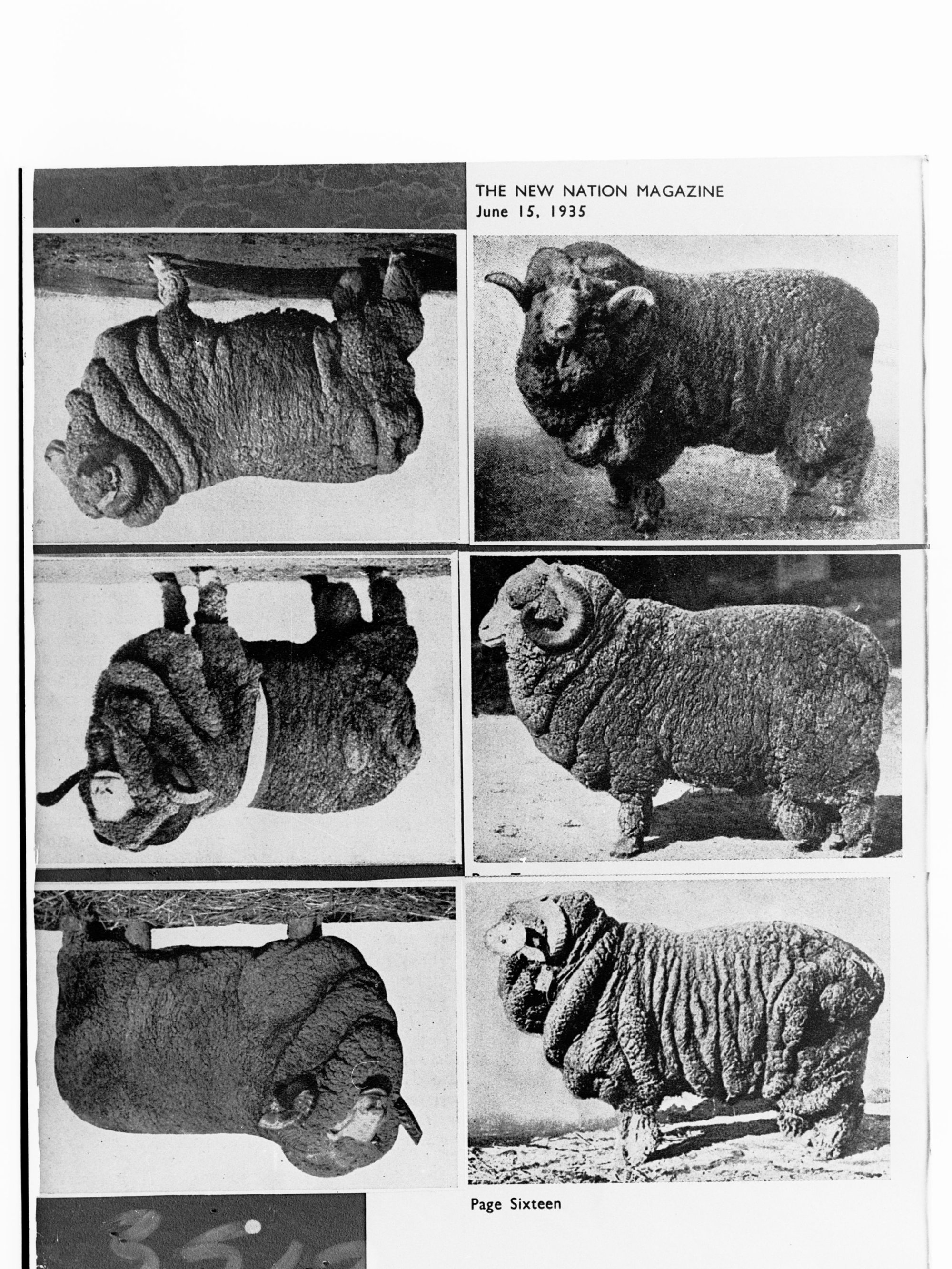 Sheep from Argentina - six photographs on negative (from page 16, "The New Nation Magazine", June 15 1935)