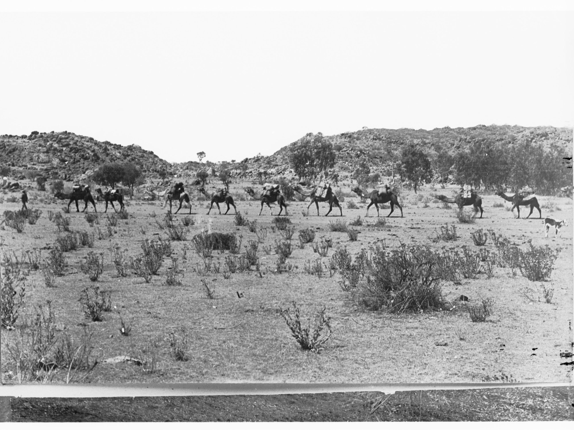 Undoolya Station, MacDonnell Ranges,  Northern Territory (shows cattle and camels)