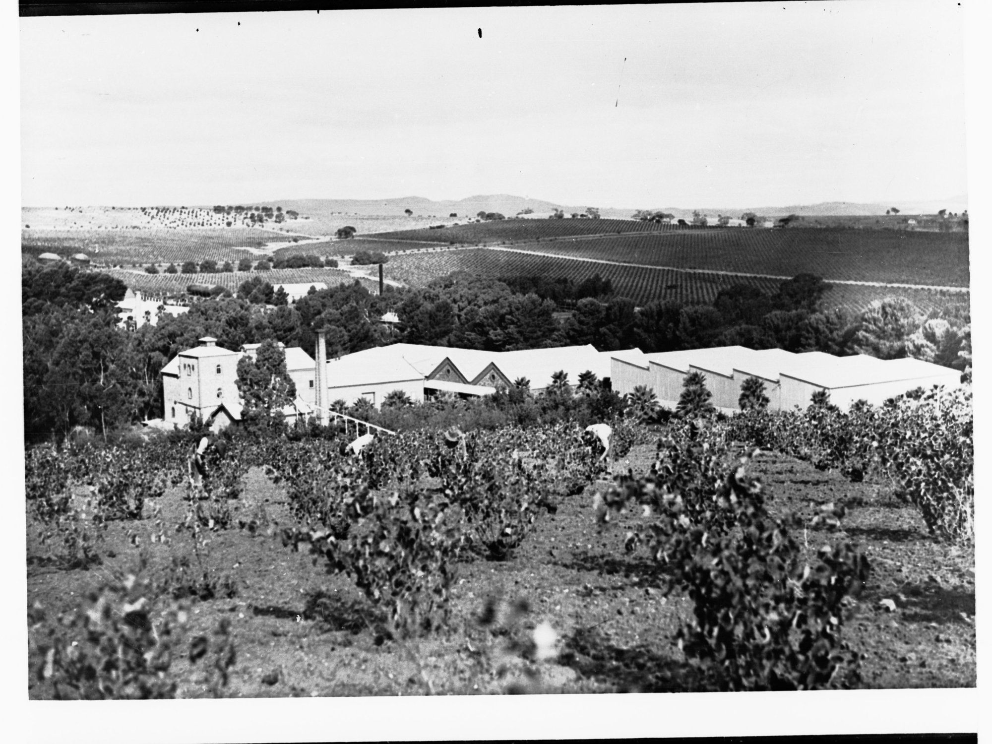 Winery and surrounding vineyard - Seppeltsfield