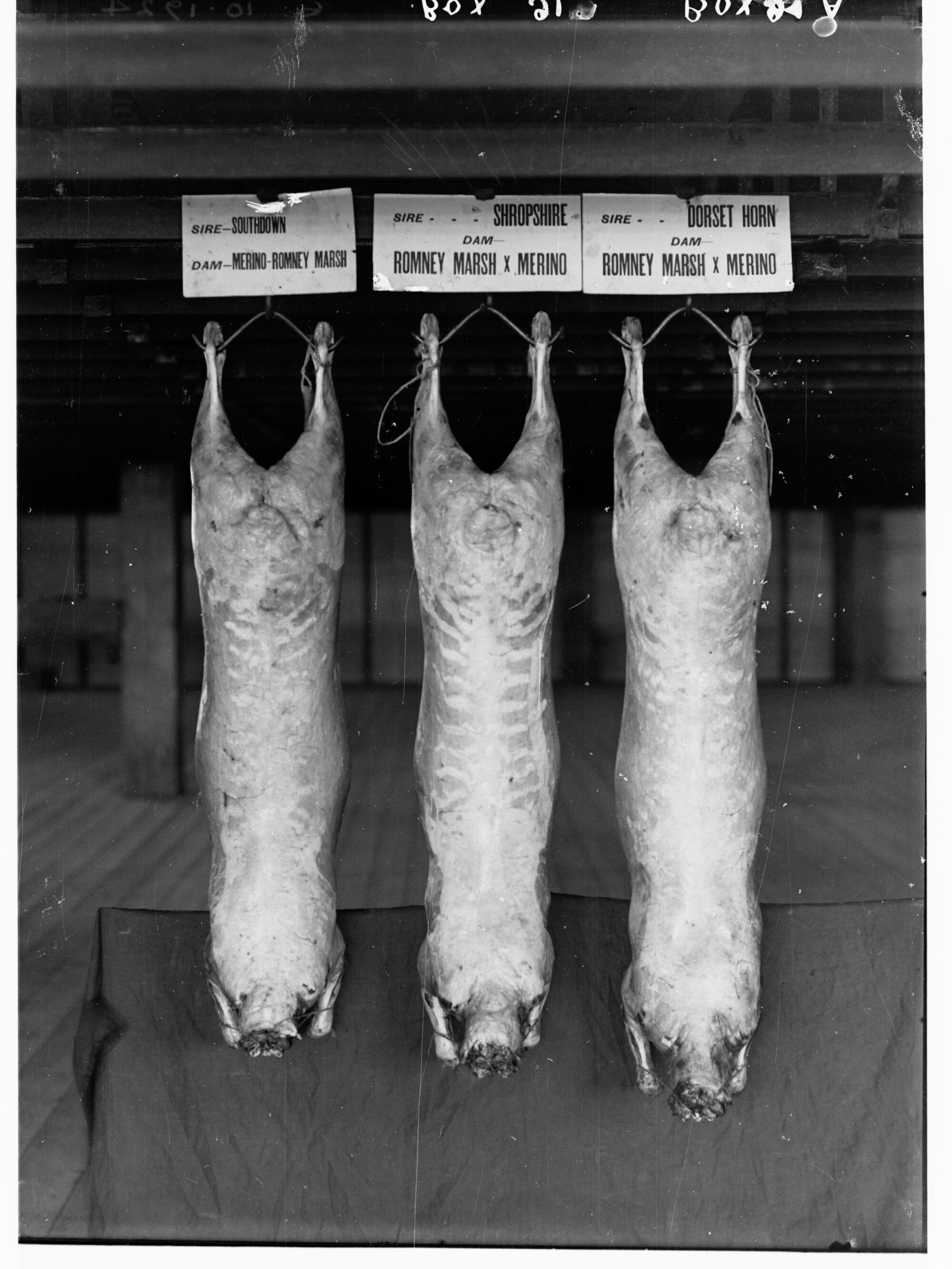 Carcasses hanging in a cool room - Agricultural Department