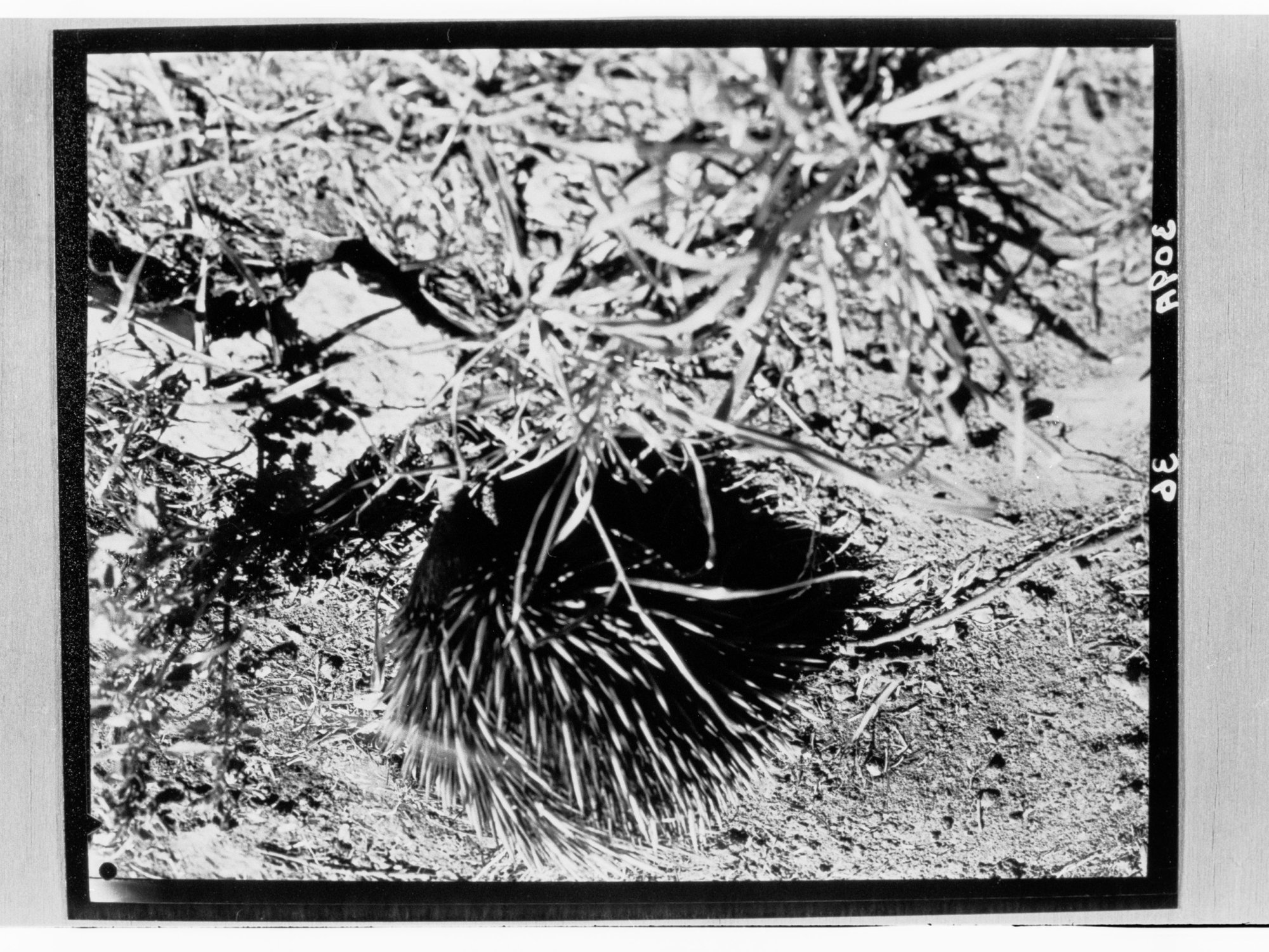 Porcupine at the Adelaide Zoo