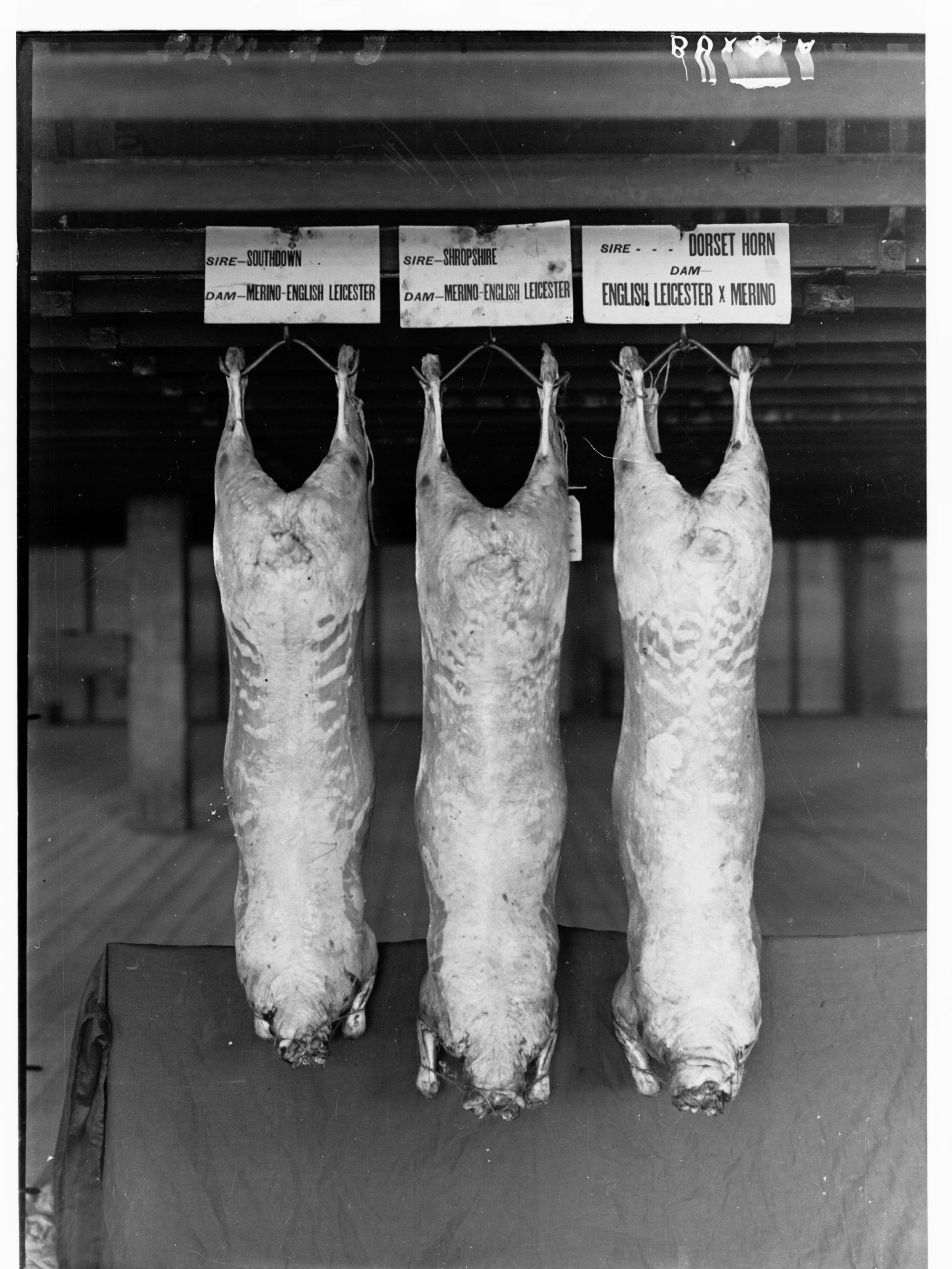 Carcasses hanging in a cool room - Agricultural Department