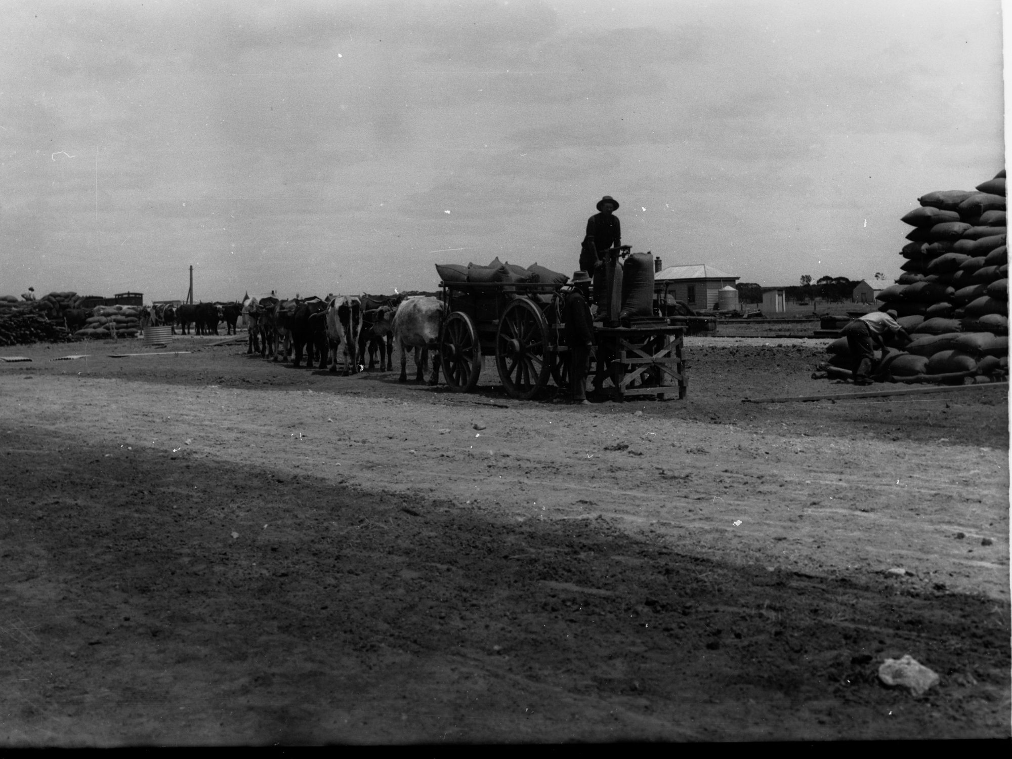 Carting wheat at Pinnaroo