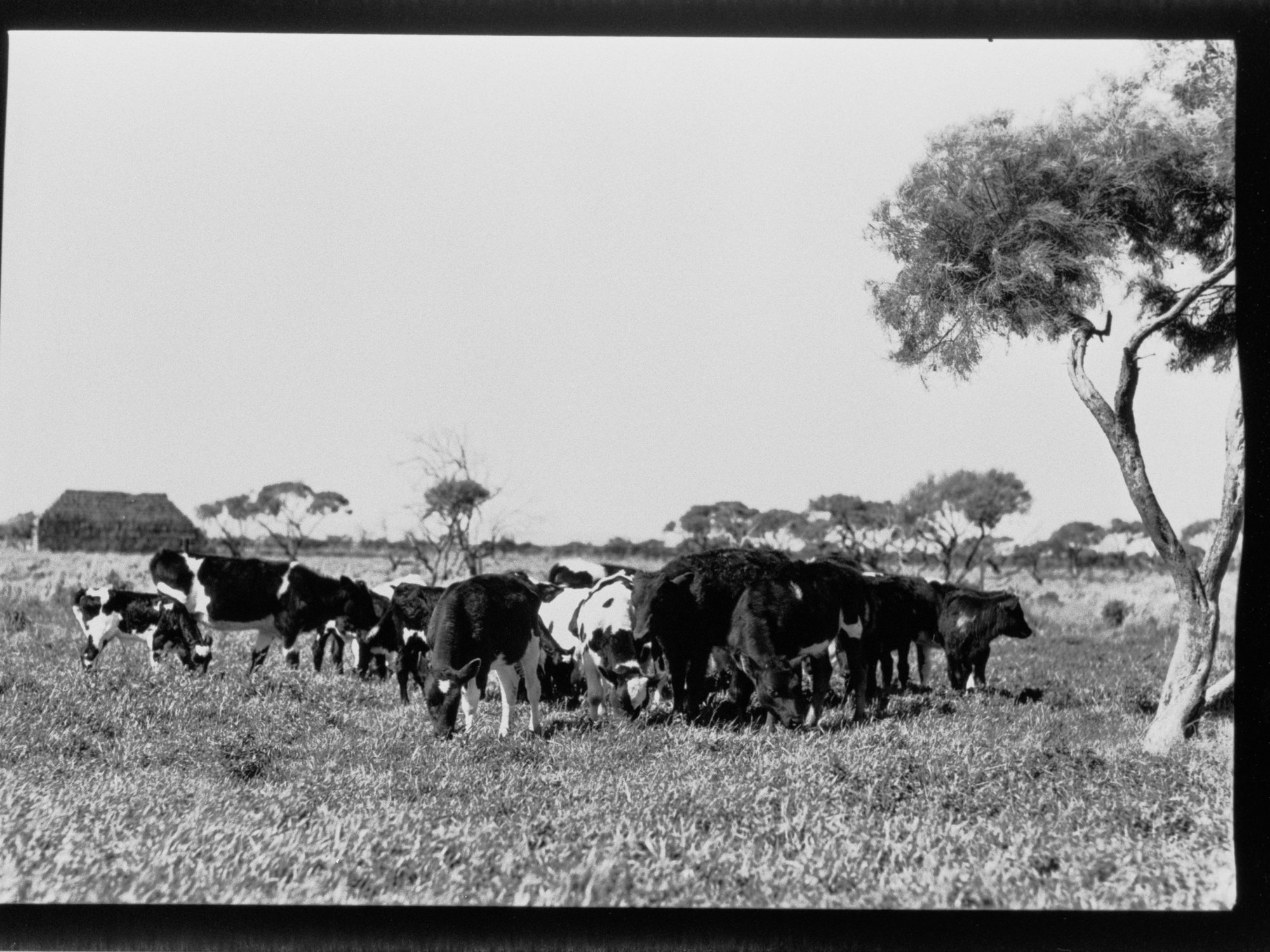 Whyalla - cows grazing