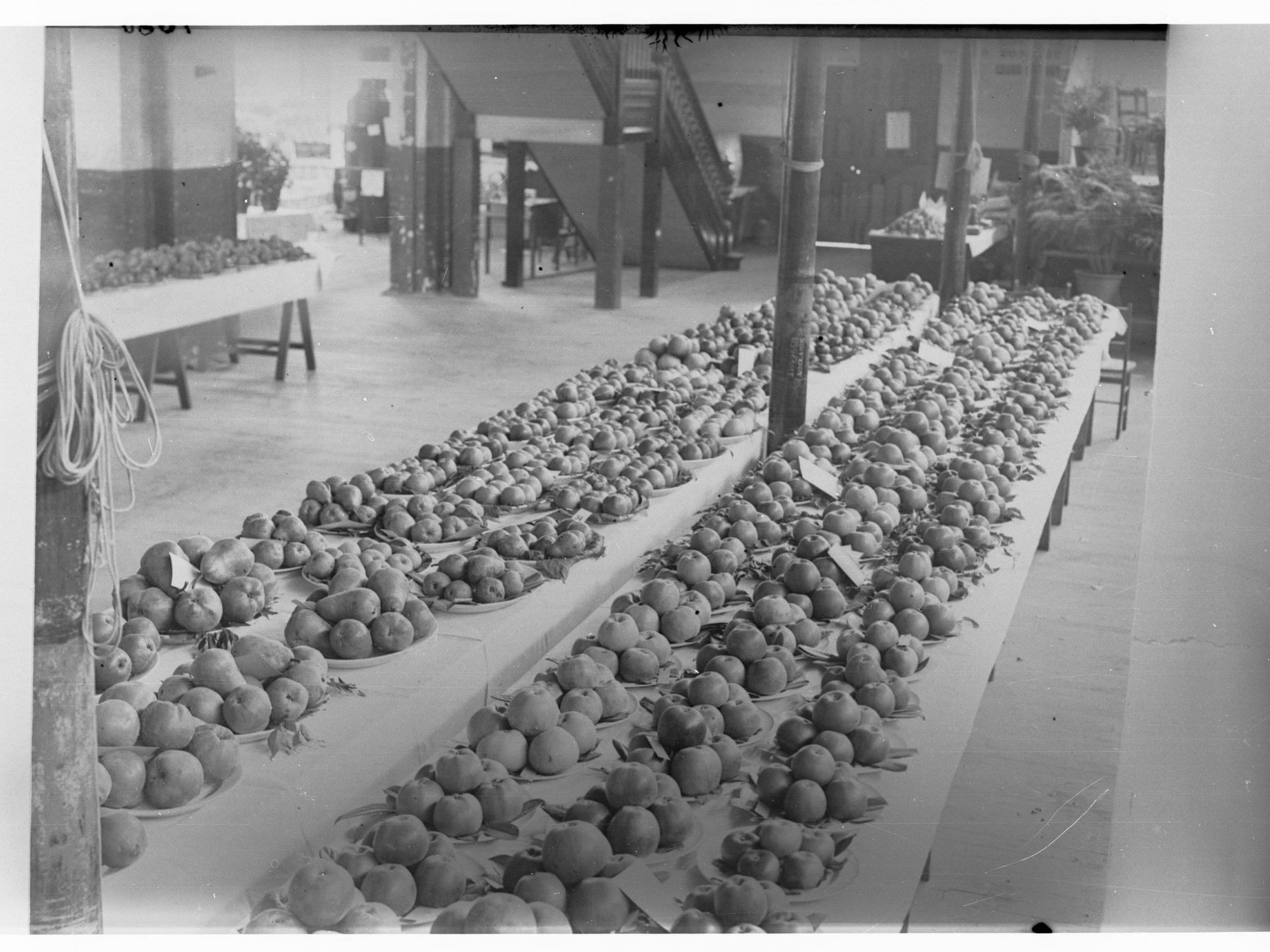 Display of Apples - Adelaide Show