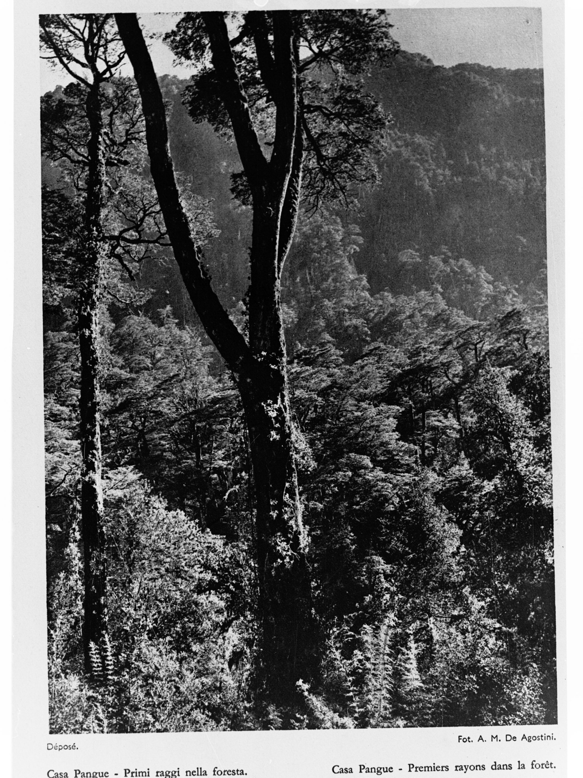 Gasa Pangue First Rays in the Forest