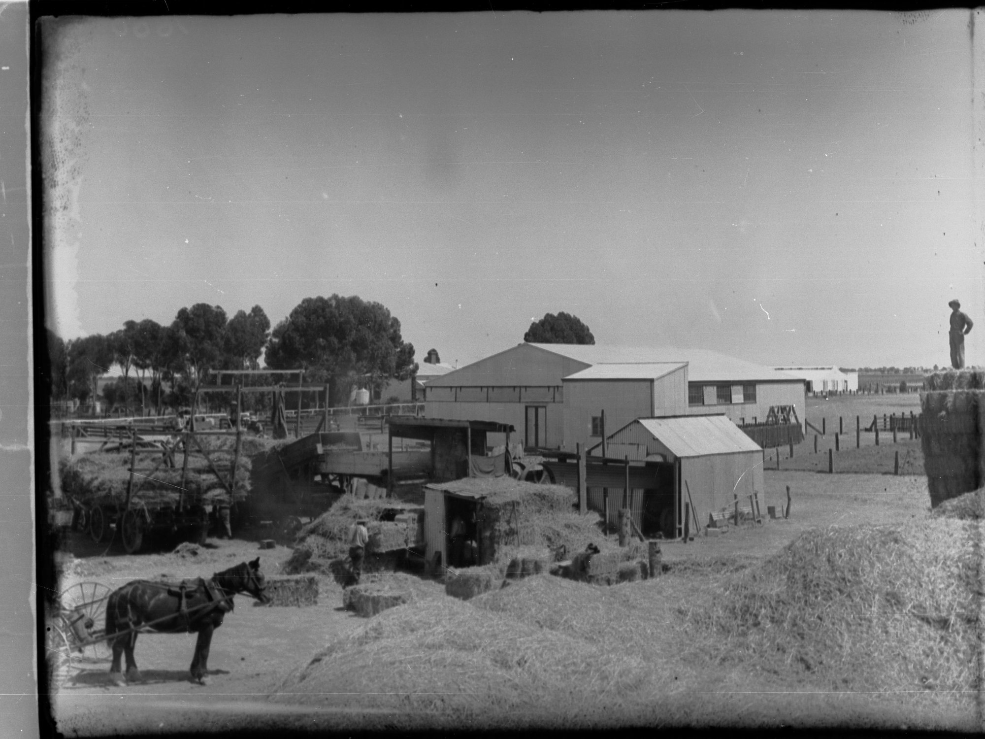 Baling hay at Roseworthy college