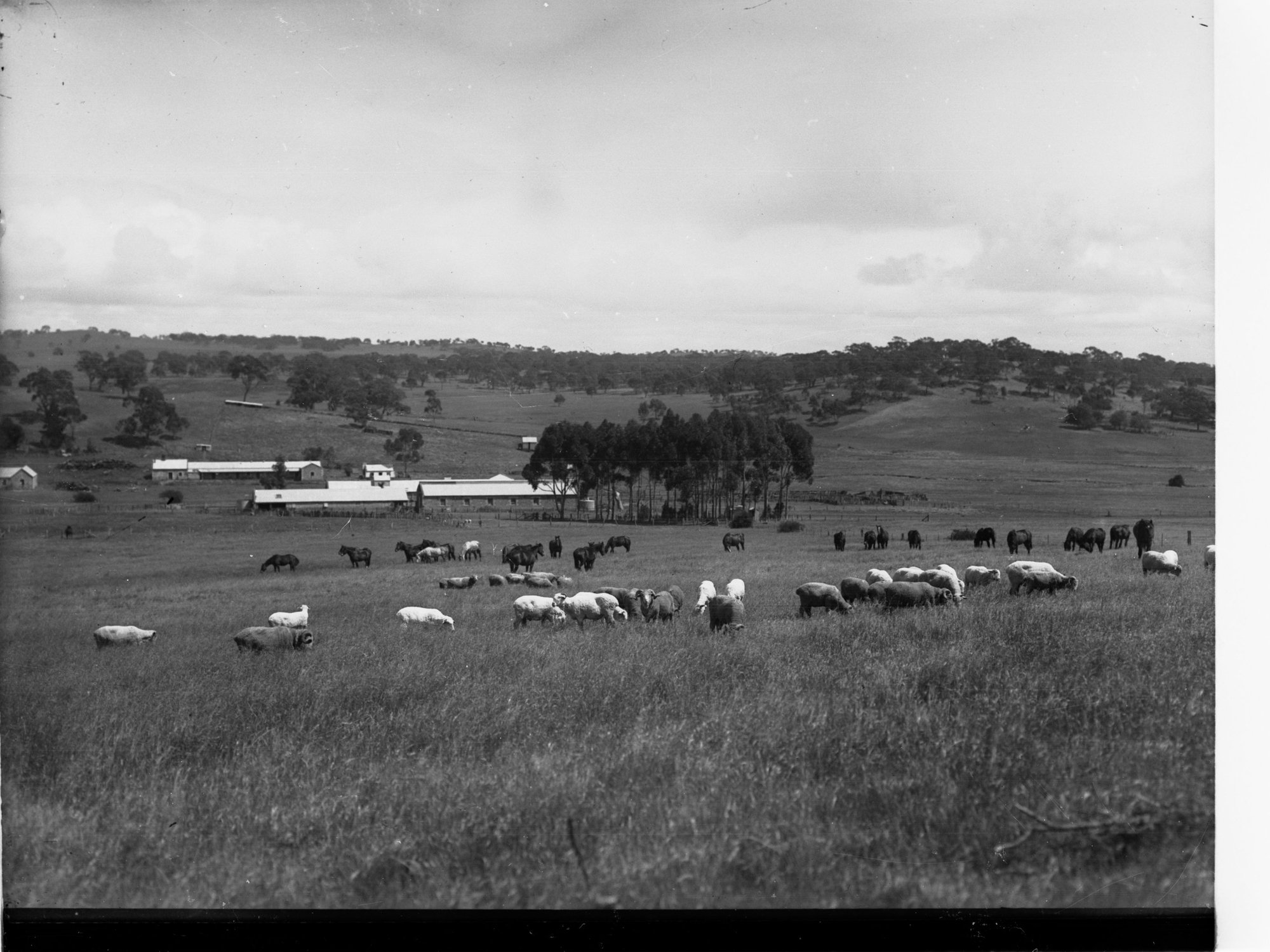 Sheep Station at Bungaree