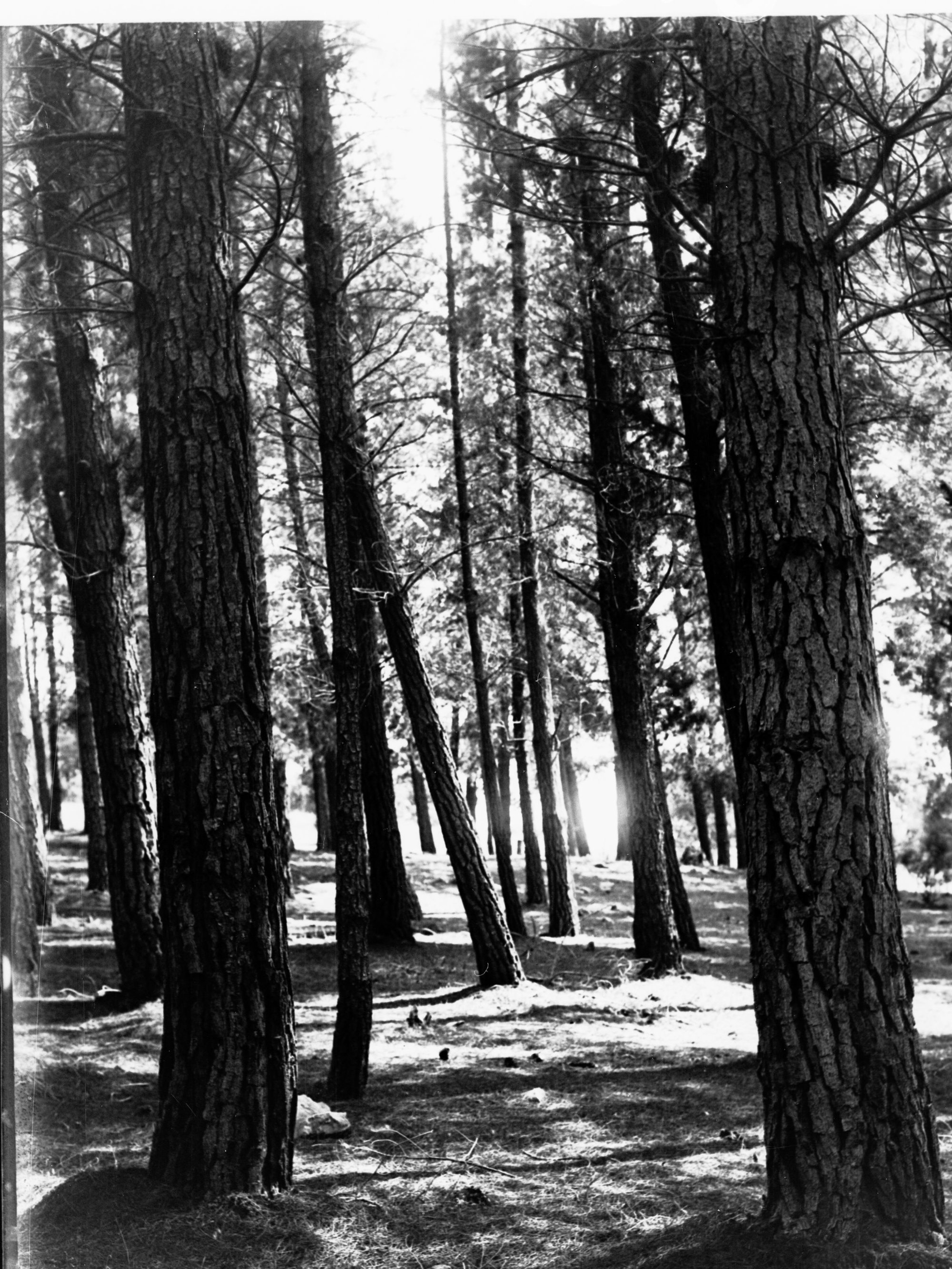 Pine Forest Cave Range at Naracoorte