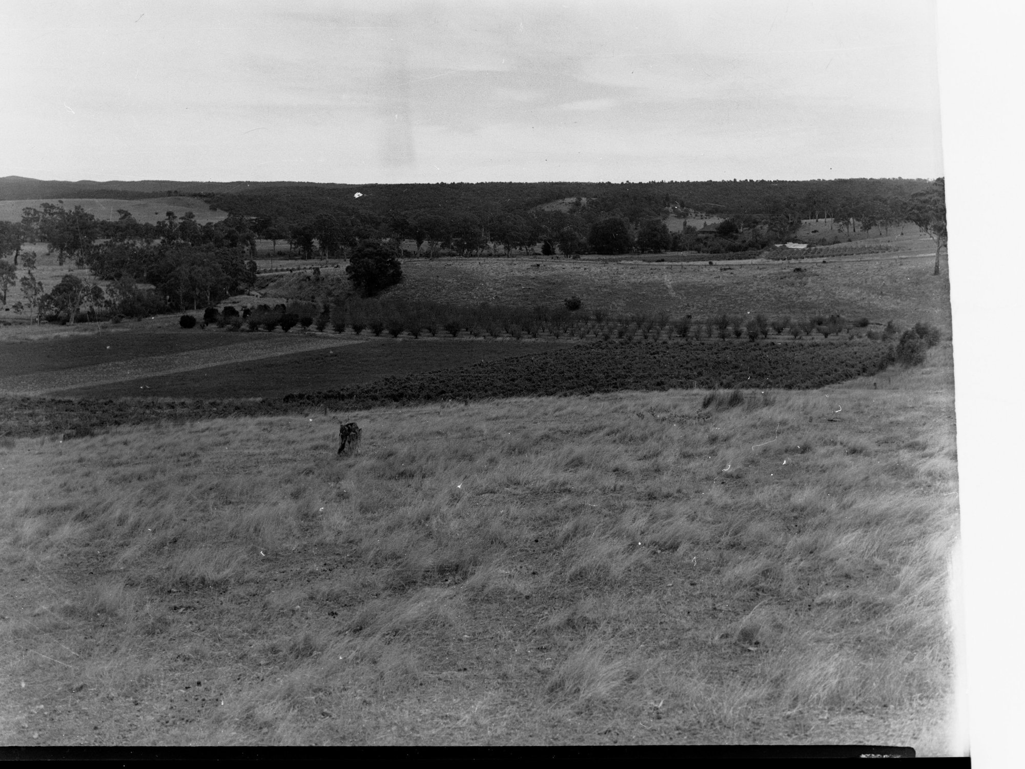 Engineering and Water Supply Farmlands at Williamstown