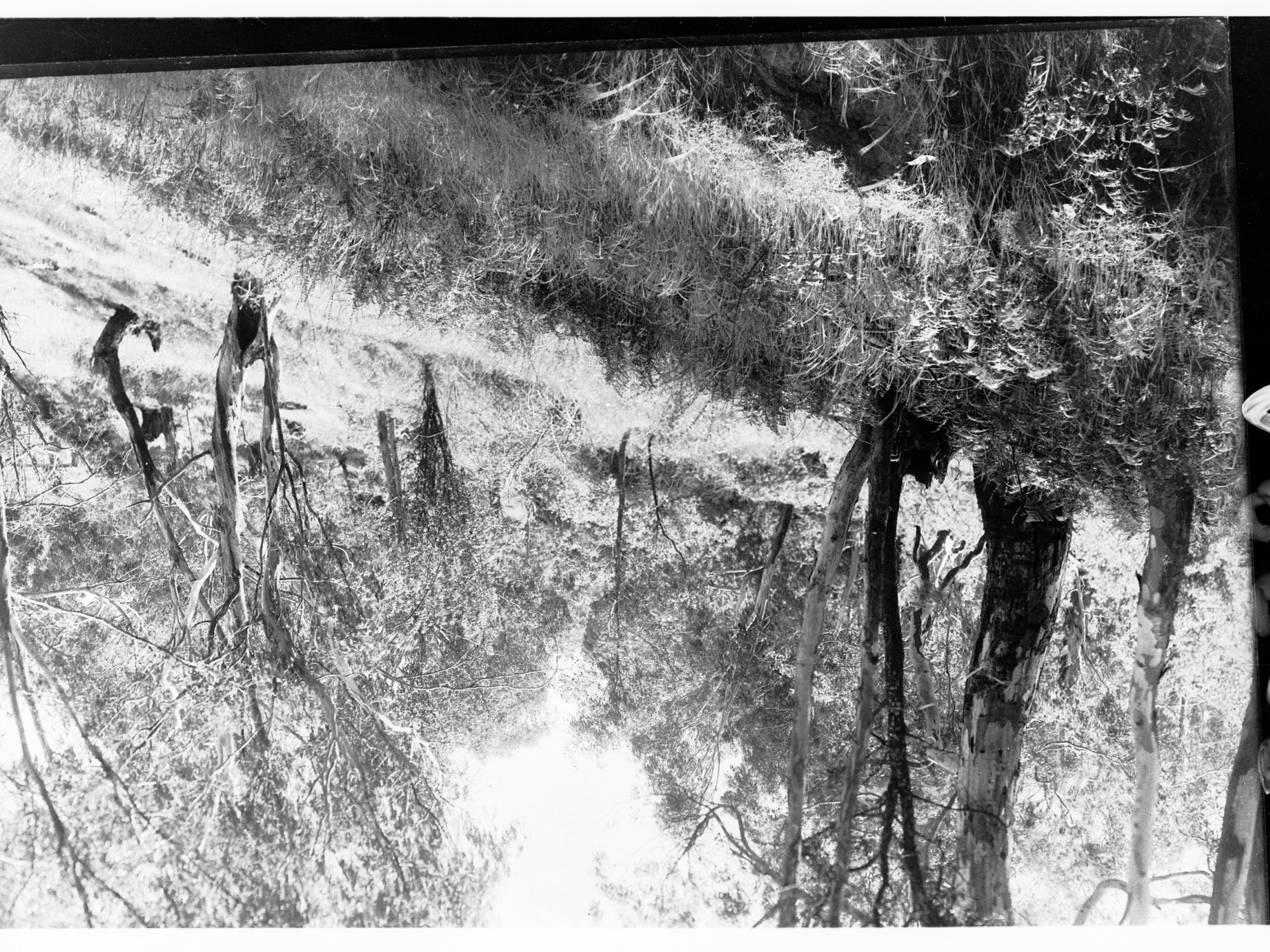 Bush scene - location unknown