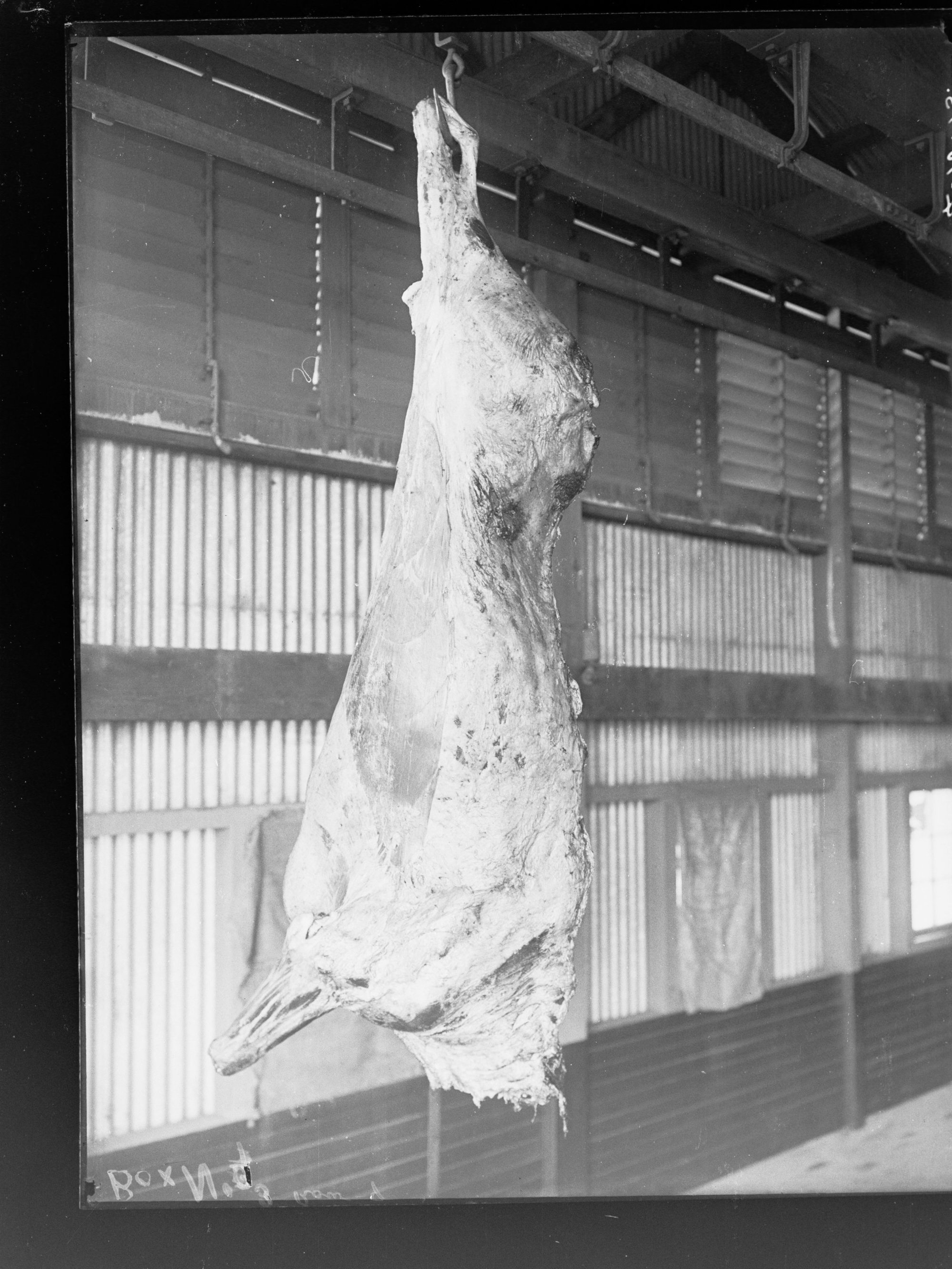 Slaughterhouse running beef in cooling chamber